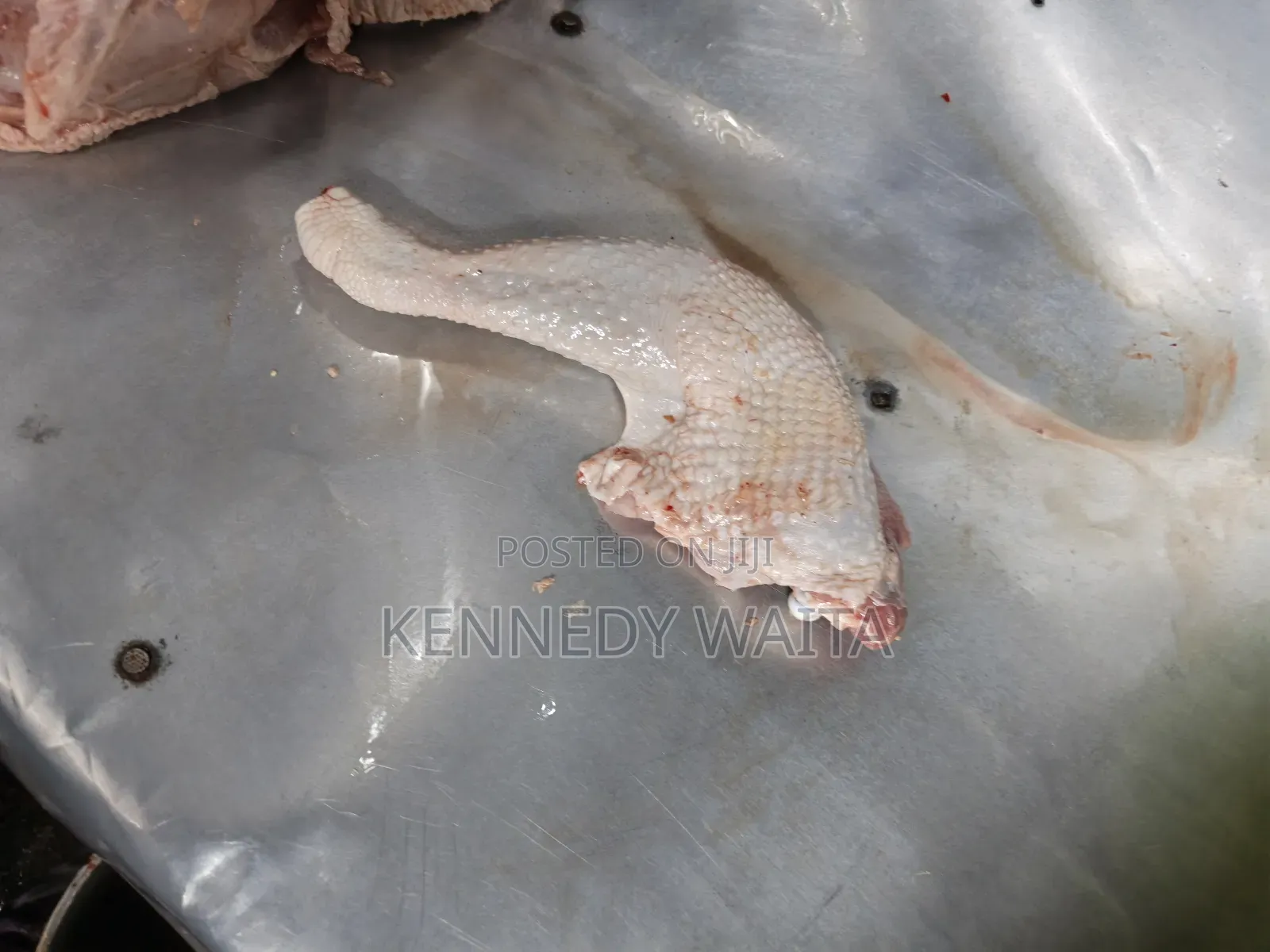 Live and Slaughtered Chicken