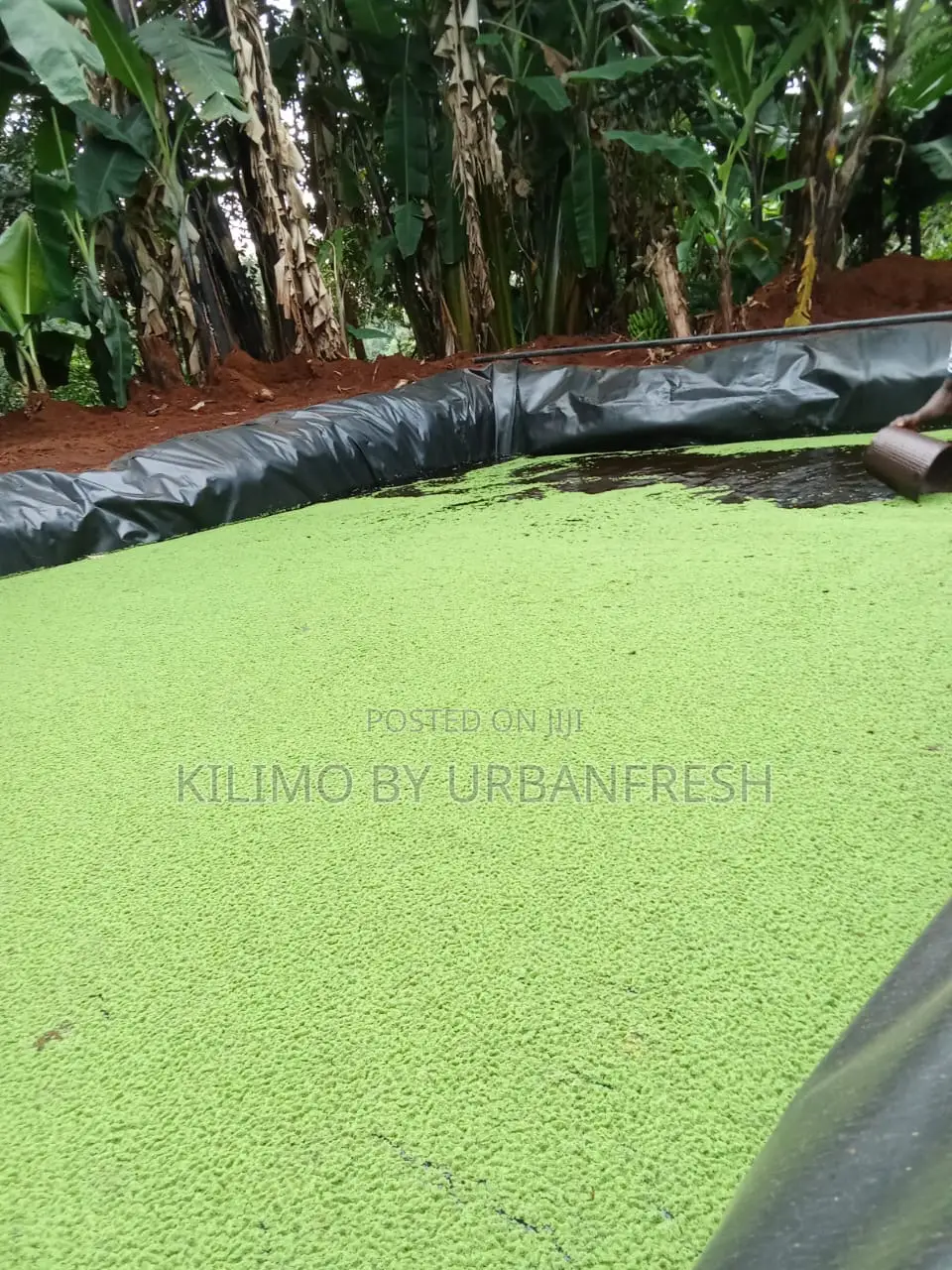 Azolla/Duckweed Feeds 10 Kg Fresh Harvest.