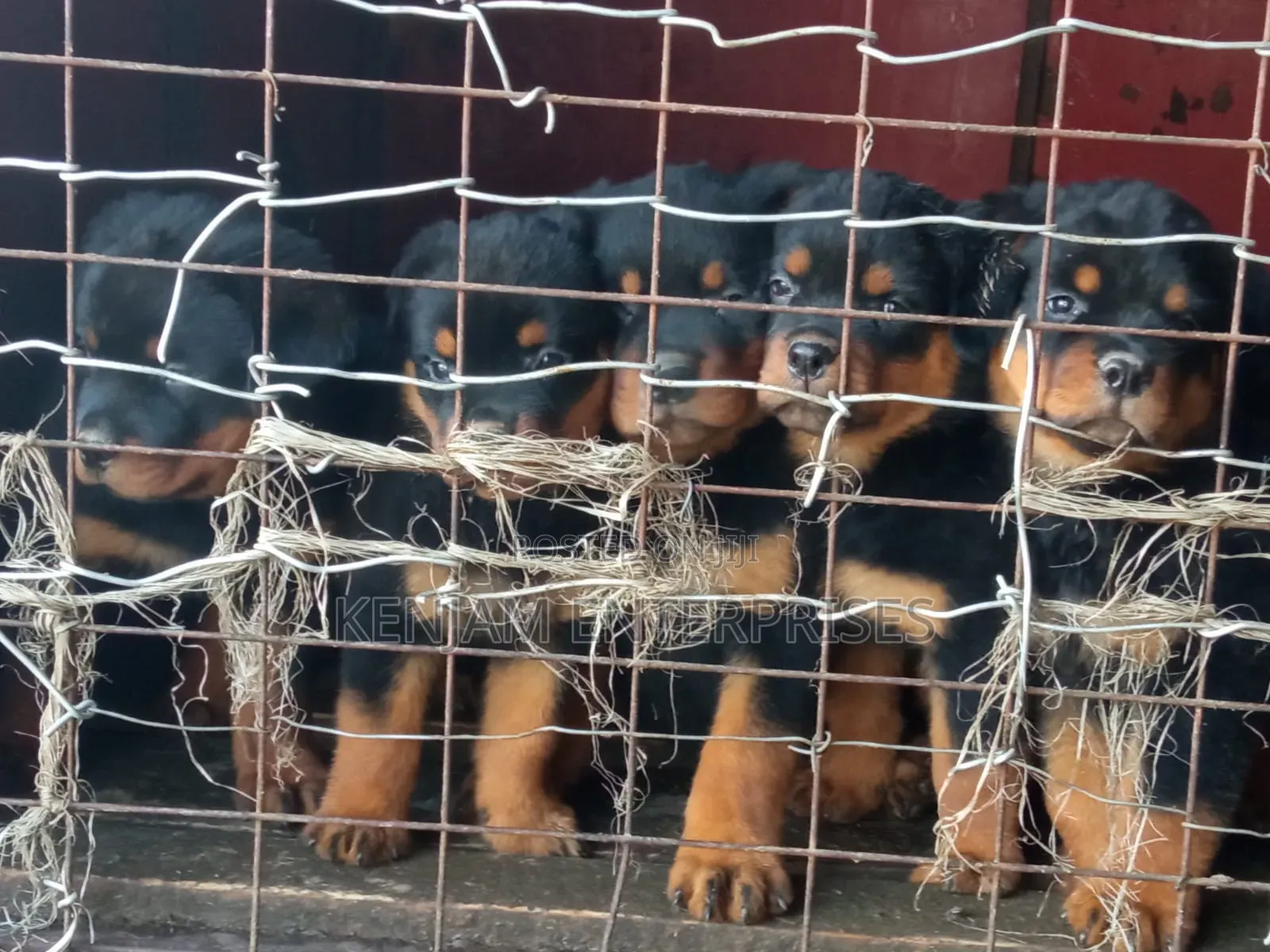 1-3 months Female Purebred Rottweiler