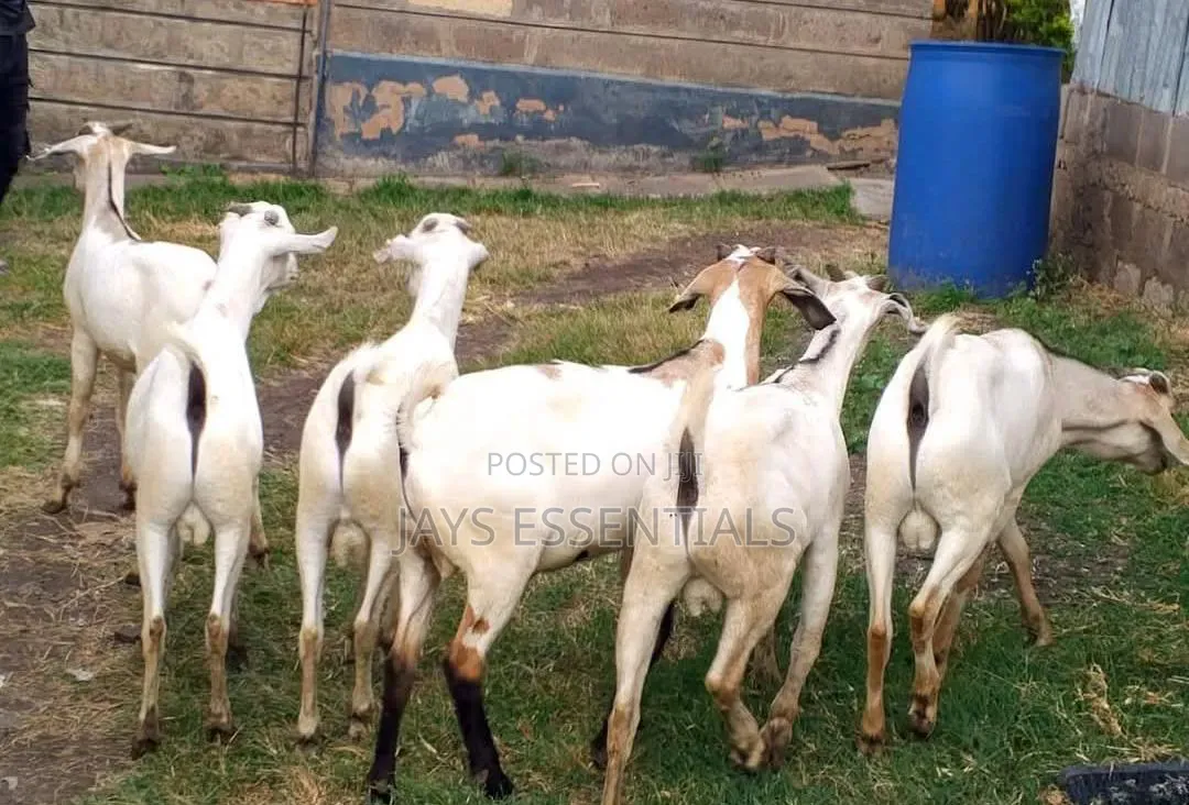 Premium Mature Goats for Sale