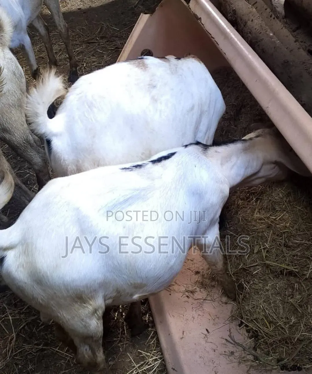 Premium Mature Goats for Sale