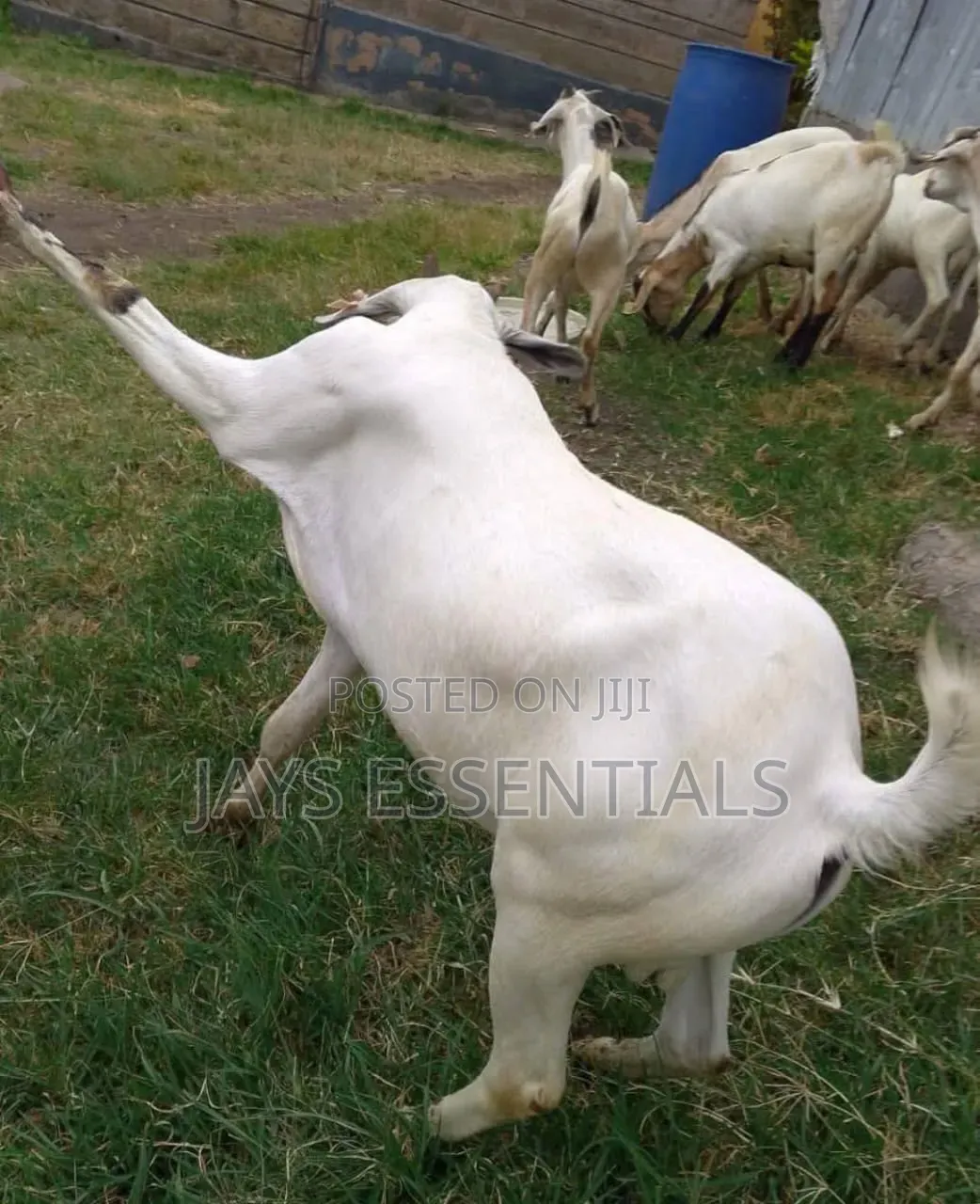 Premium Mature Goats for Sale
