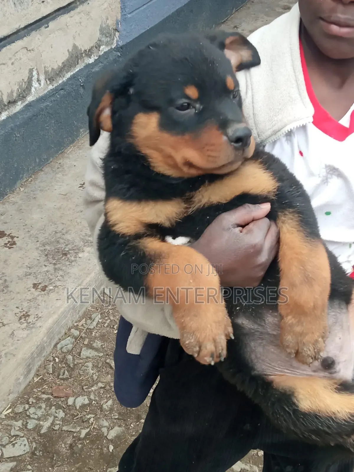 1-3 months Male Purebred Rottweiler