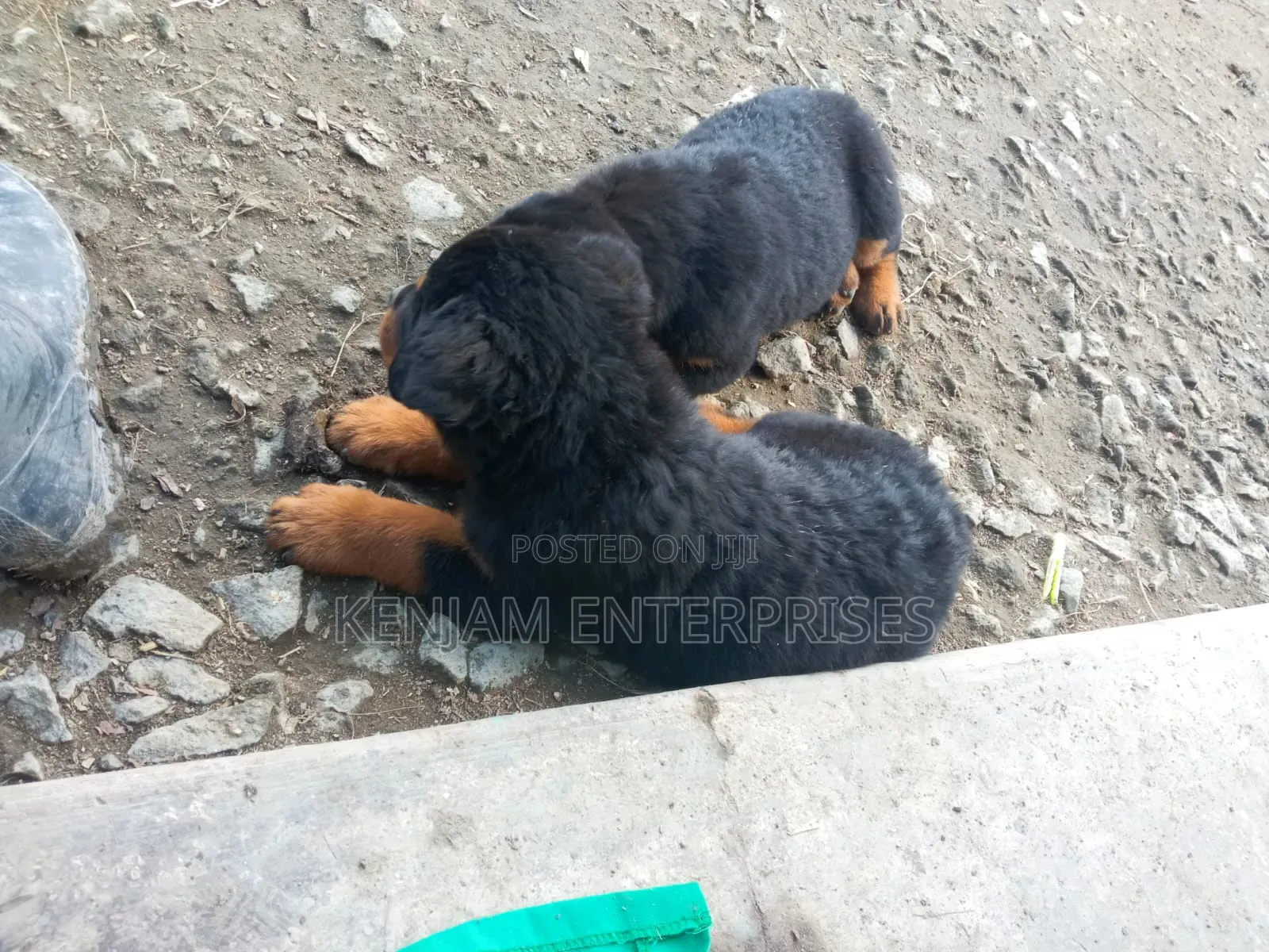 1-3 months Female Purebred Rottweiler