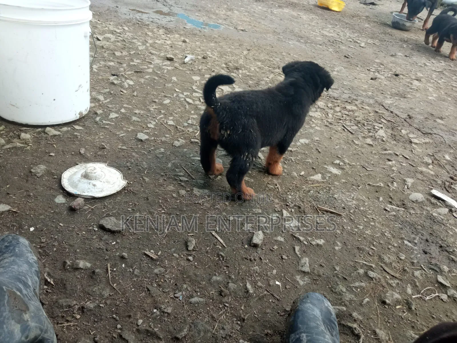 1-3 months Female Purebred Rottweiler