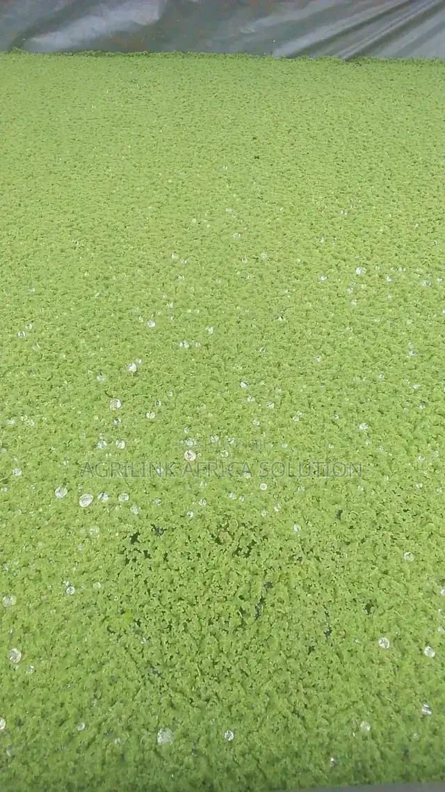 Azolla Seeds 1kg