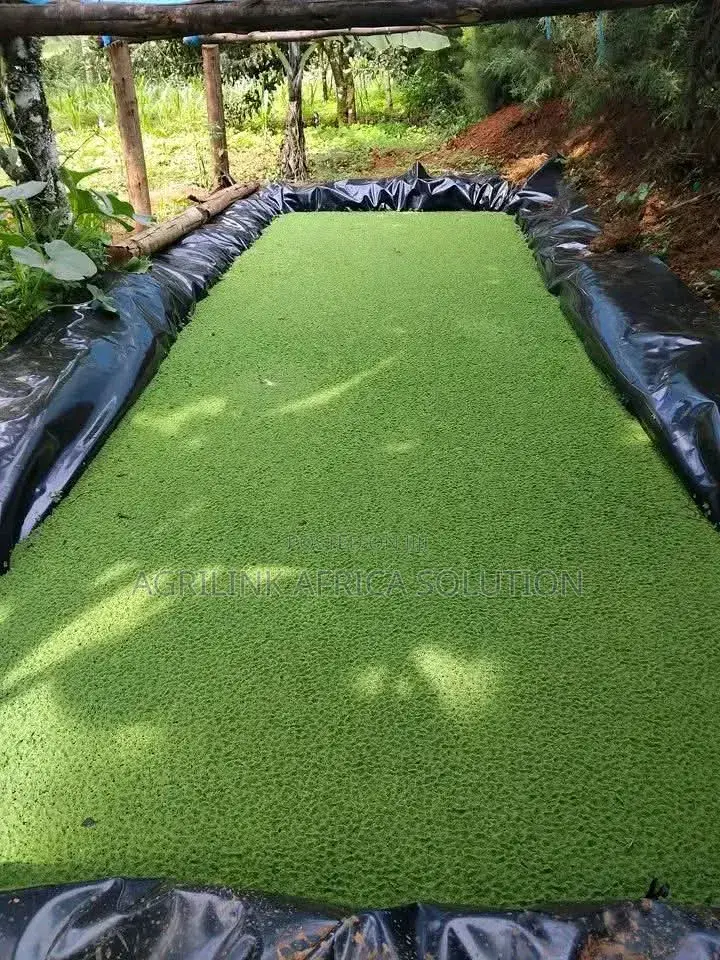 Azolla Seeds 1kg