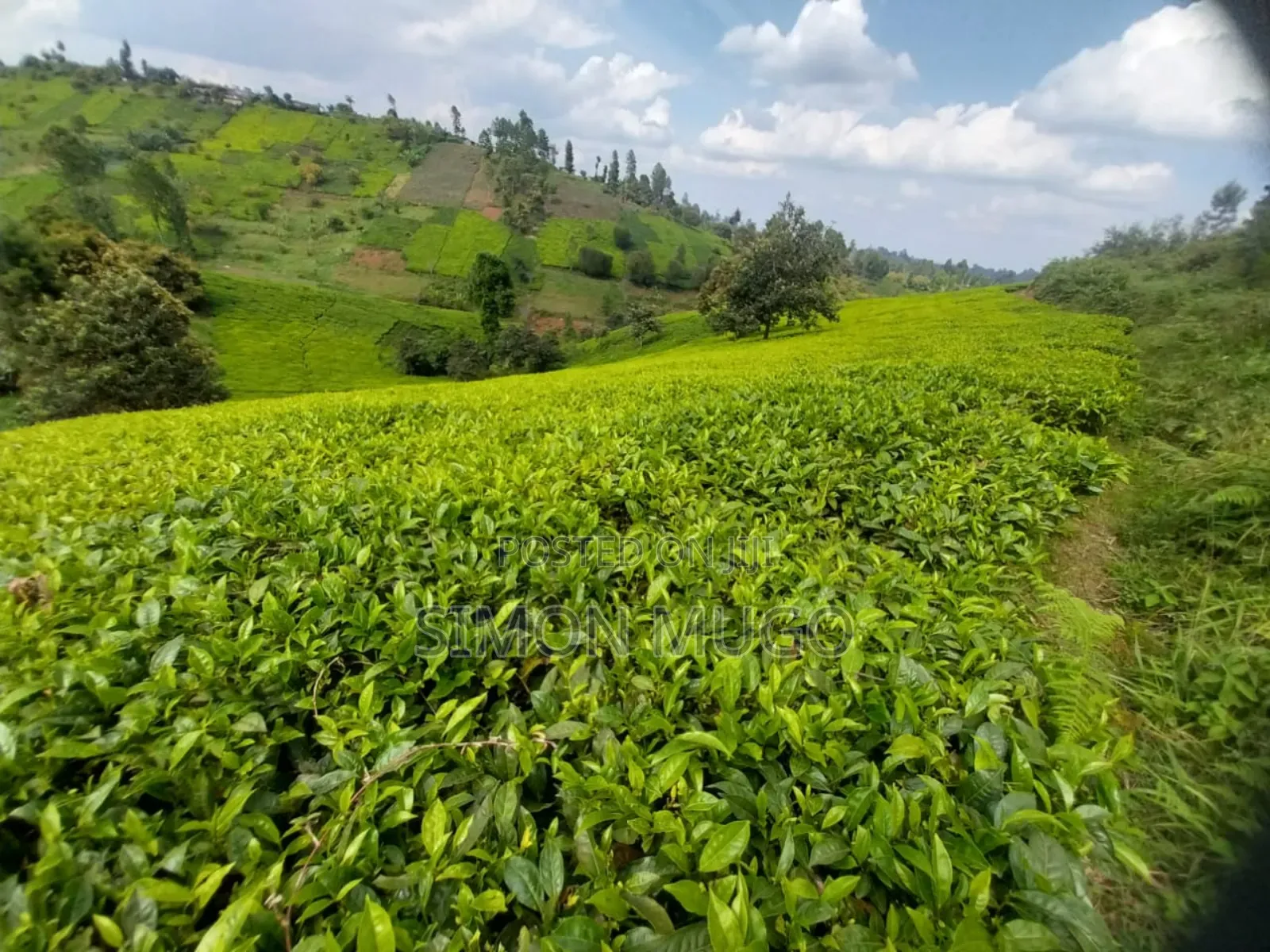 7.5 Acres Tea Farm, Gatundu South Gaitete With Mature Tea Bushes