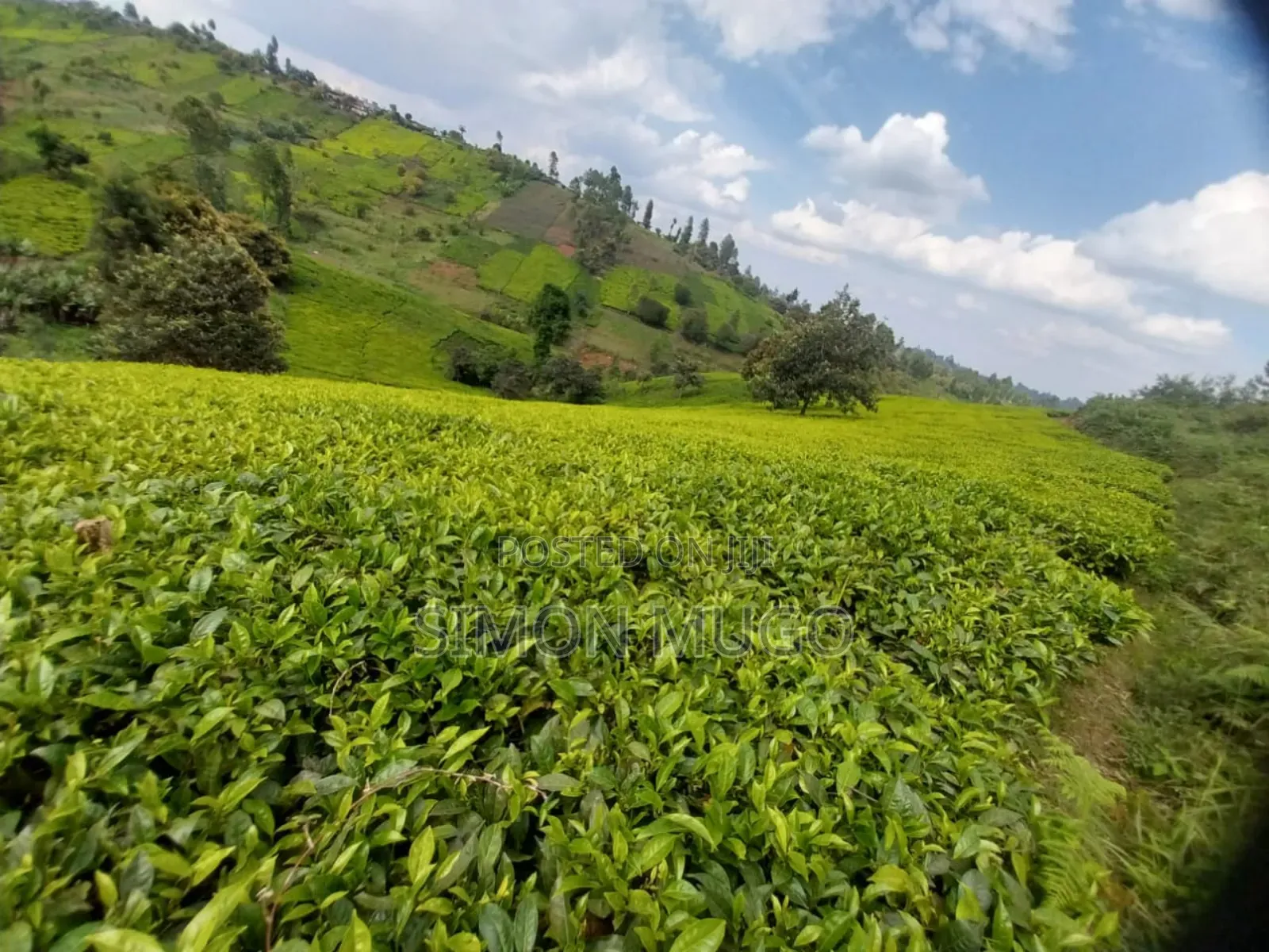7.5 Acres Tea Farm, Gatundu South Gaitete With Mature Tea Bushes