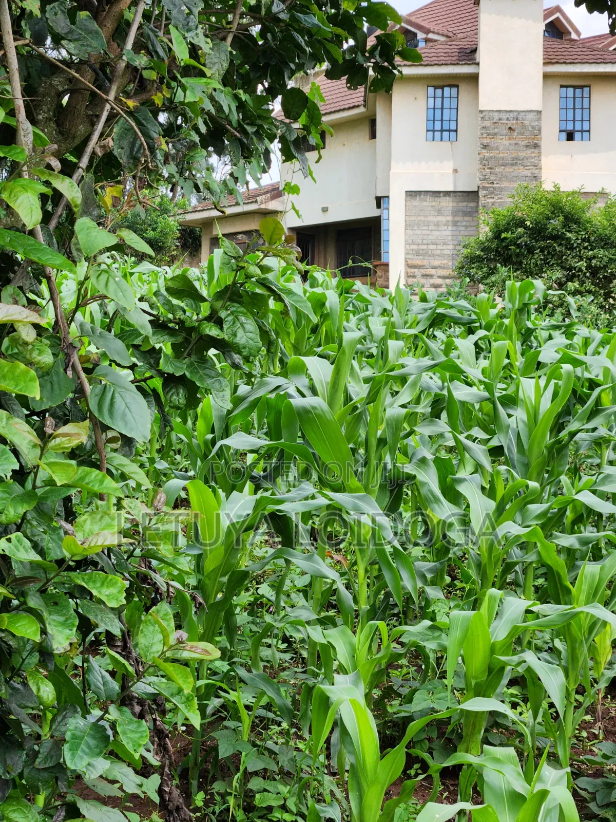 A Prime 1⁄2 Acre Ngong Lemiso Road