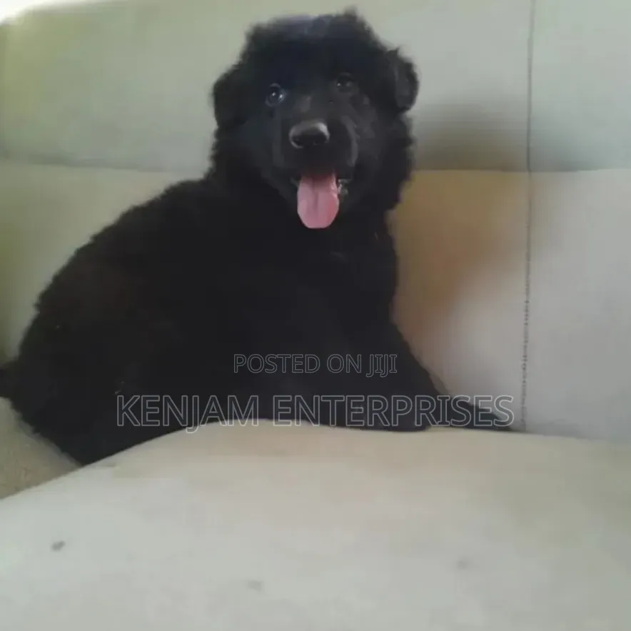 1-3 months Female Purebred German Shepherd