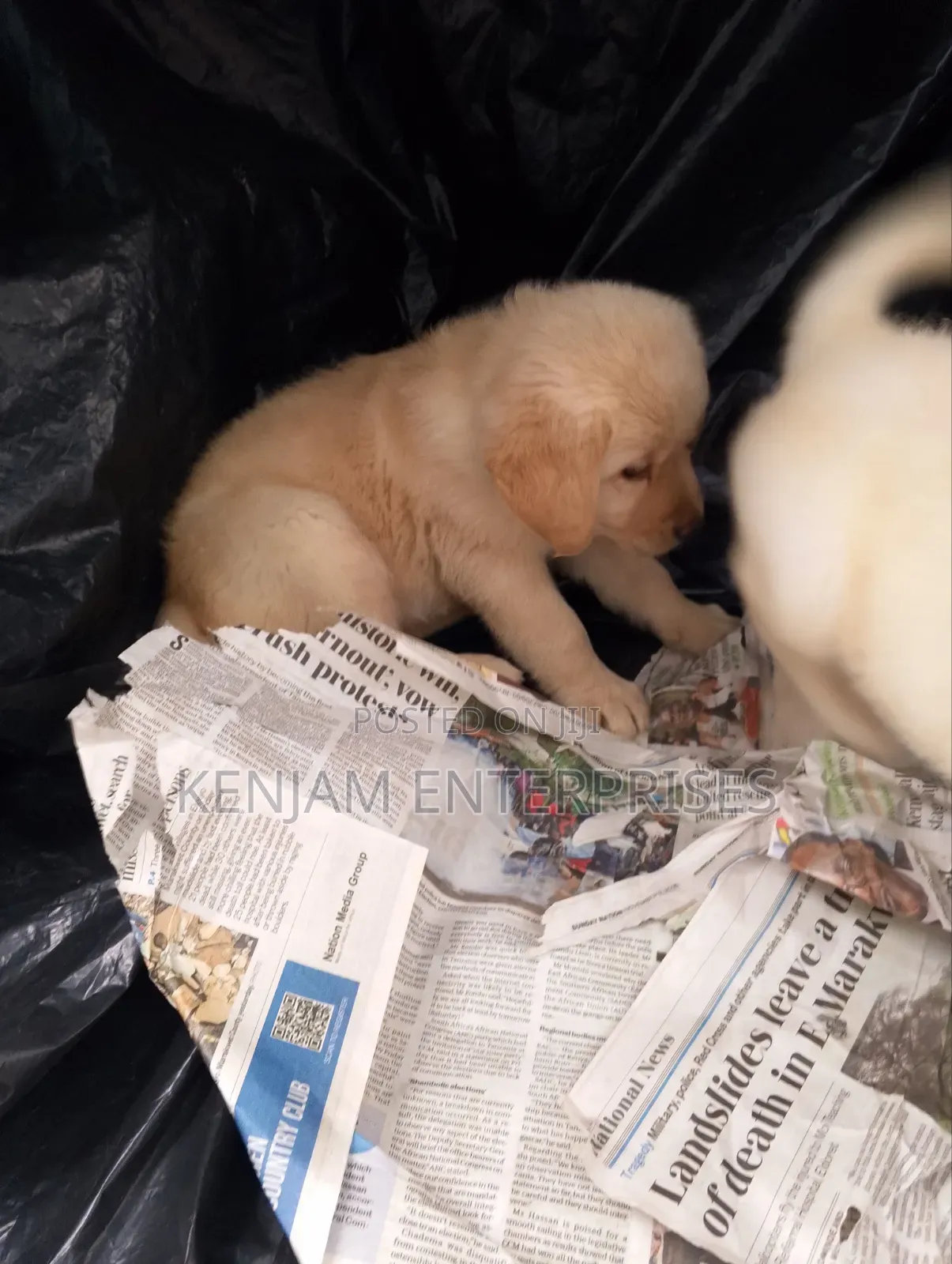 1-3 months Male Purebred Labrador Retriever