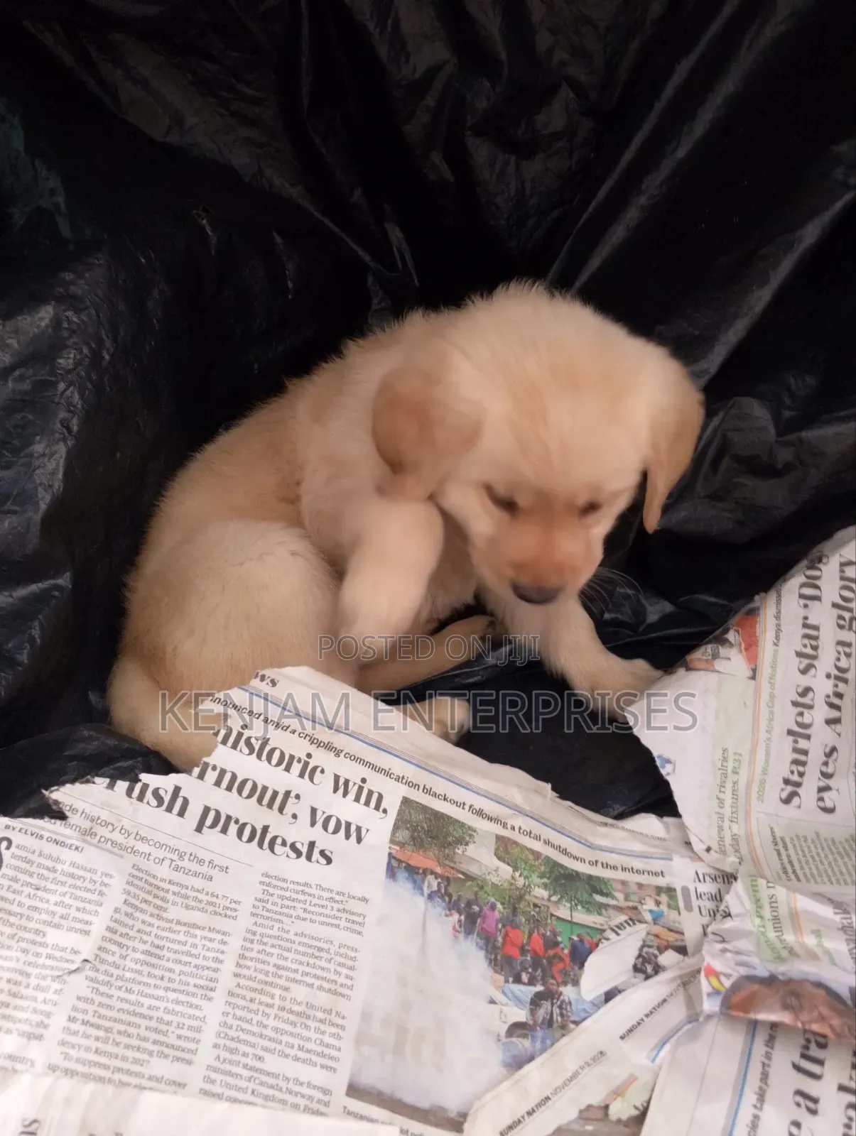 1-3 months Male Purebred Labrador Retriever