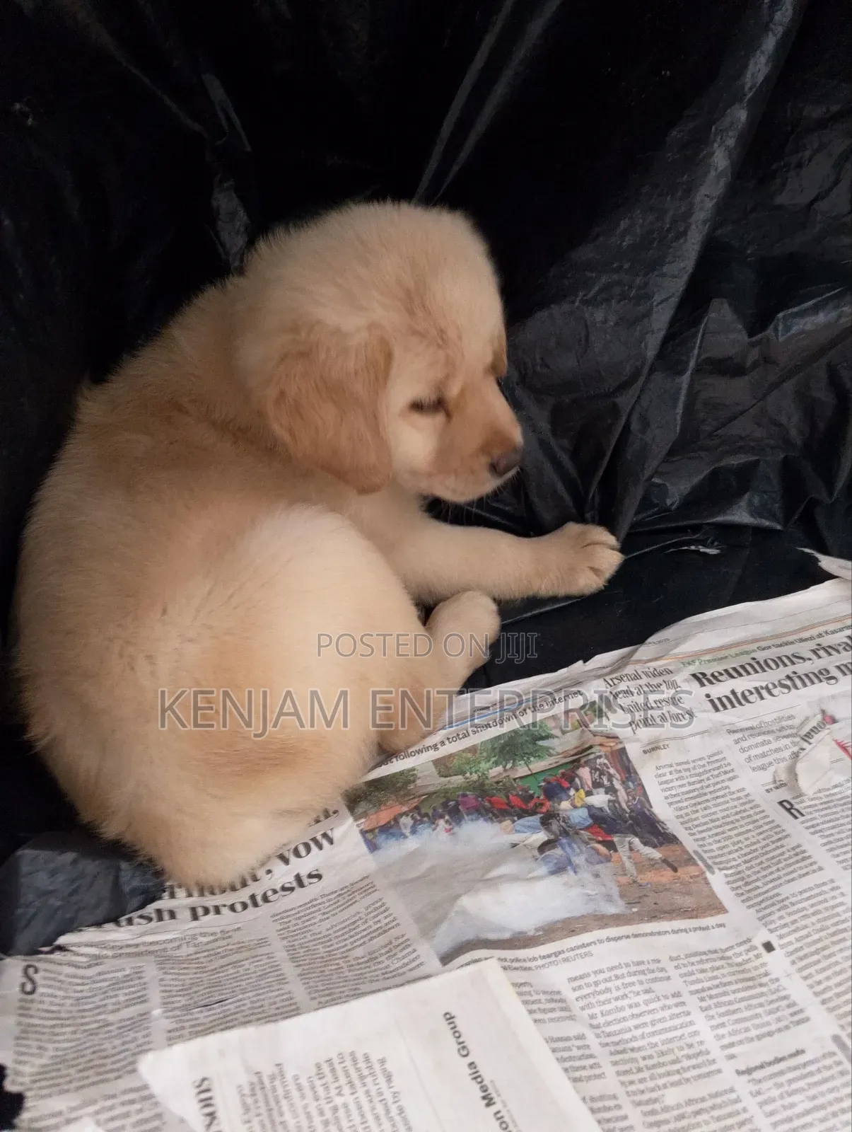 1-3 months Male Purebred Labrador Retriever