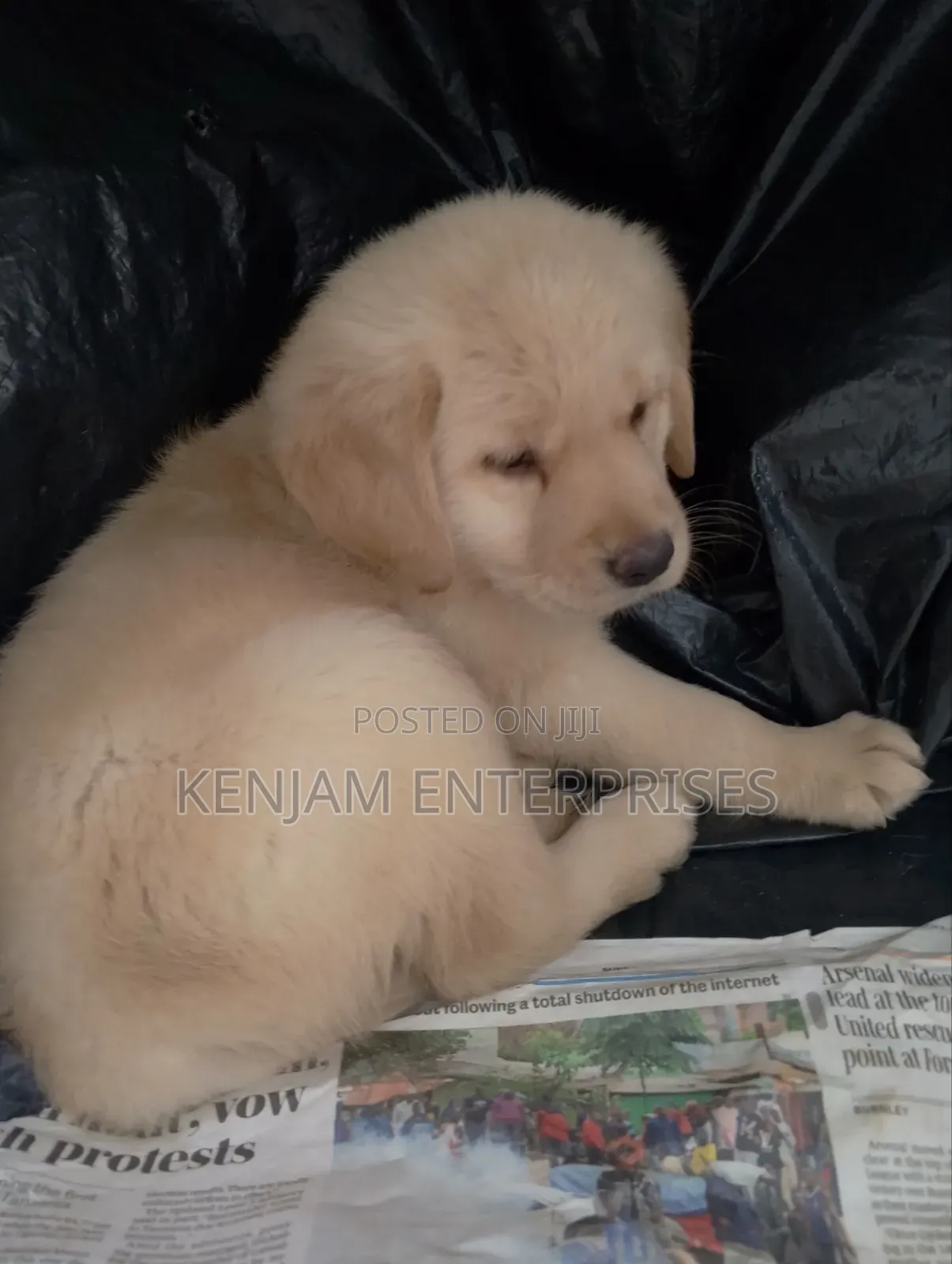 1-3 months Male Purebred Labrador Retriever