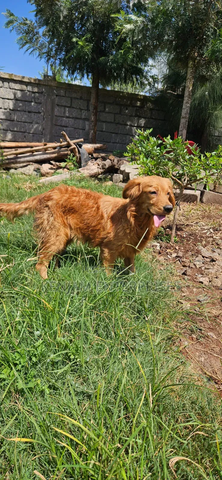 3-6 months Female Purebred Golden Retriever