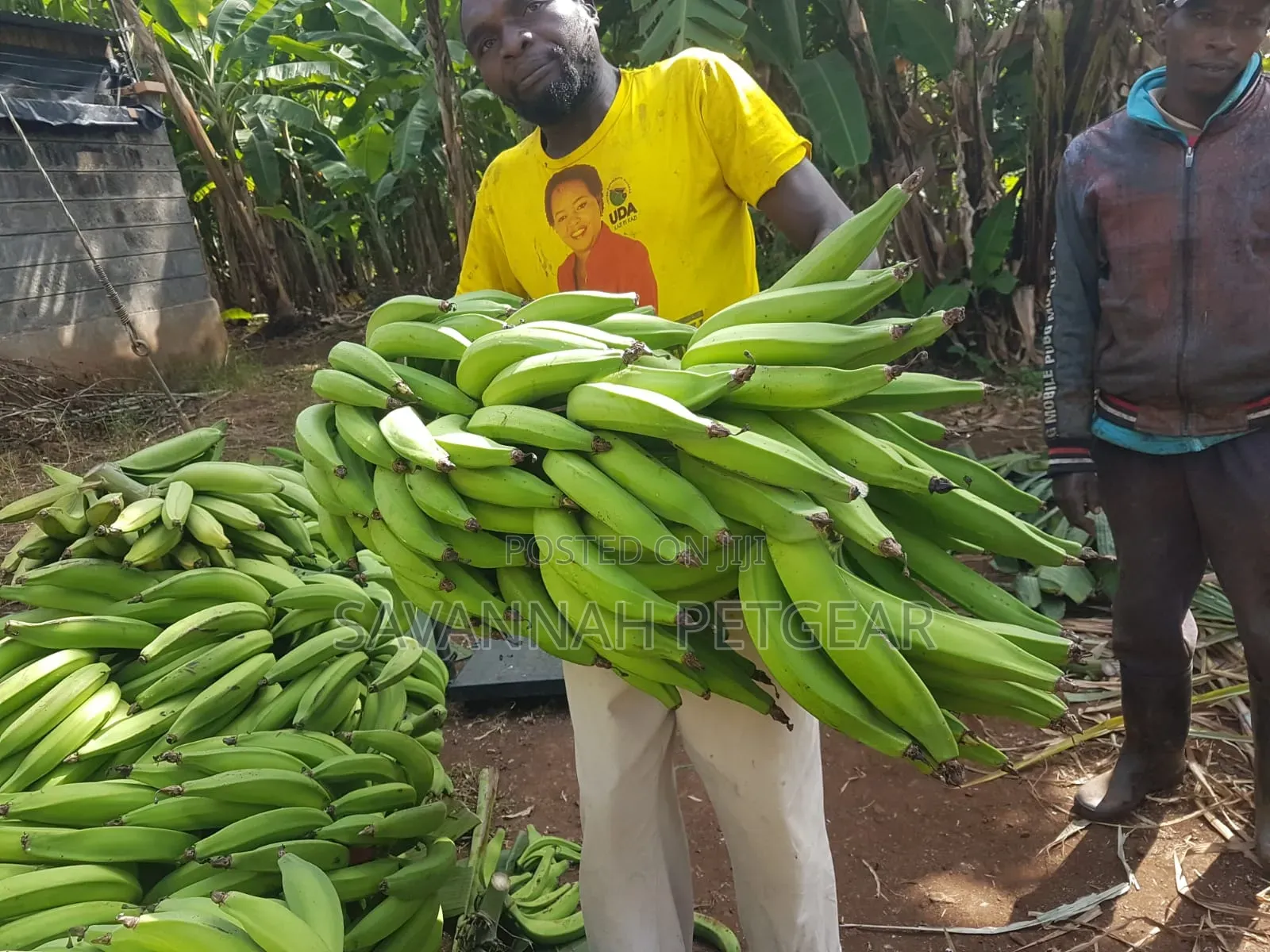 Banana Plantain Suckers Including Musa Basjoo and Similar Varieties