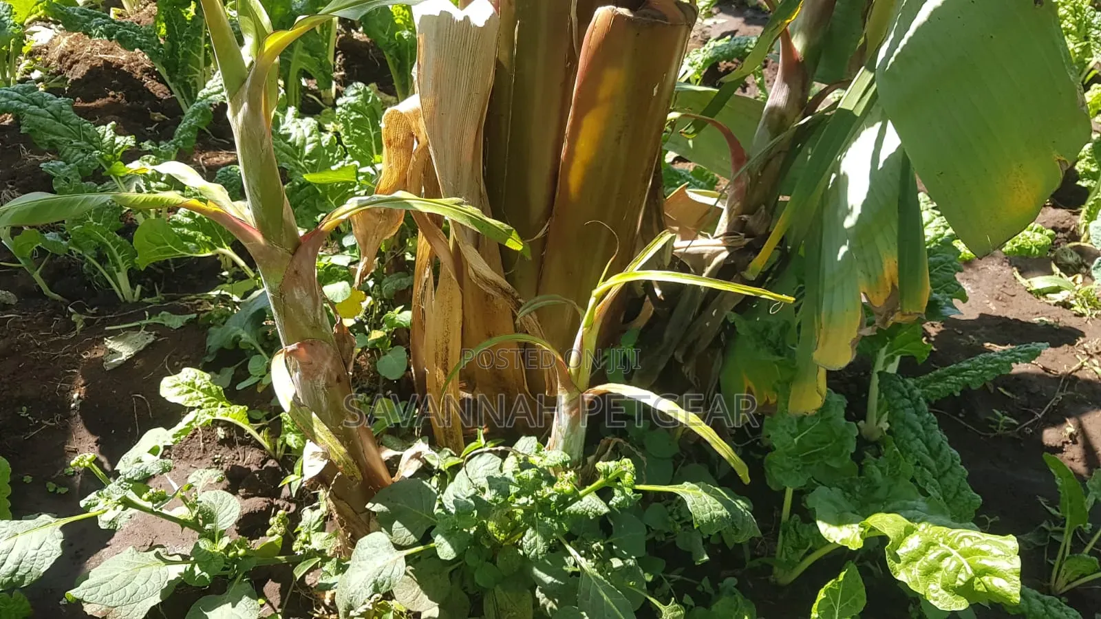 Banana Plantain Suckers Including Musa Basjoo and Similar Varieties