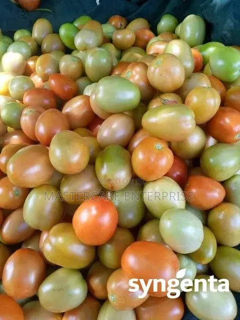 Kilele F1 Tomatoes Seedlings