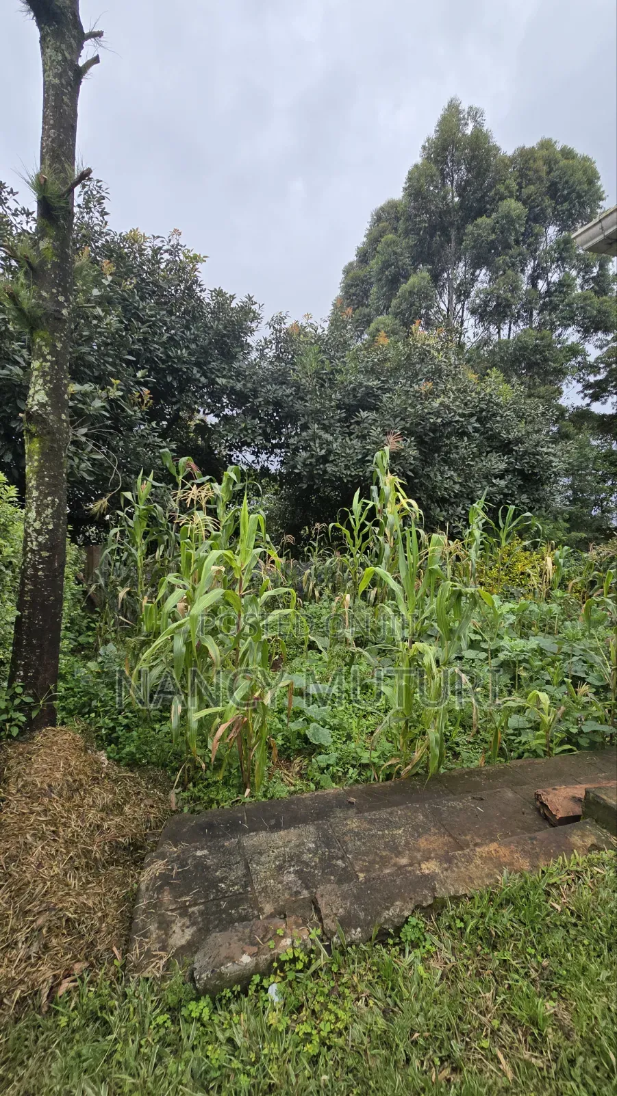 3bdrm Bungalow in Kasphat, Banana for rent