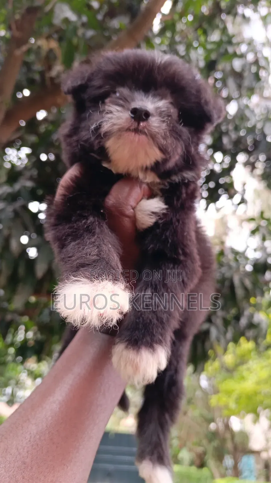 1-3 months Male Purebred Havanese