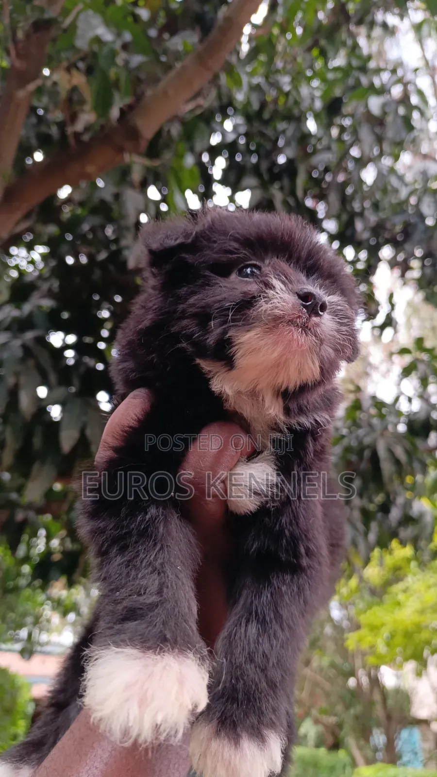 1-3 months Male Purebred Havanese