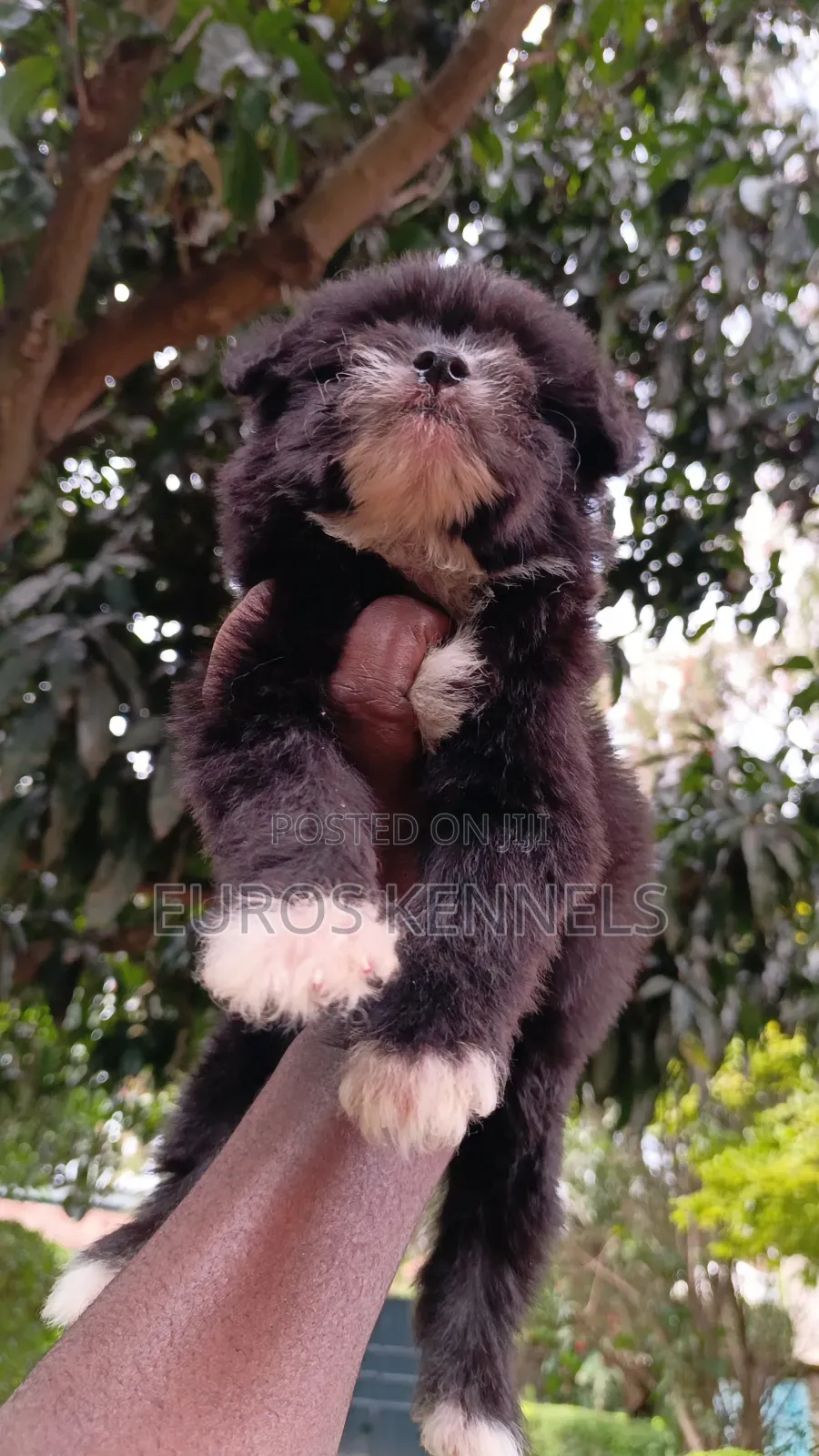 1-3 months Male Purebred Havanese