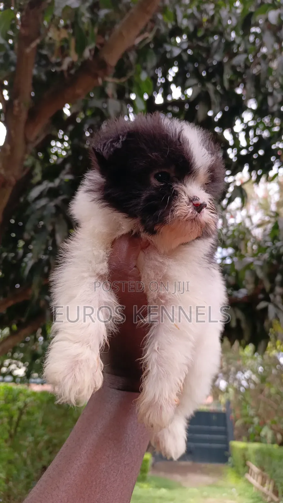1-3 months Male Purebred Havanese