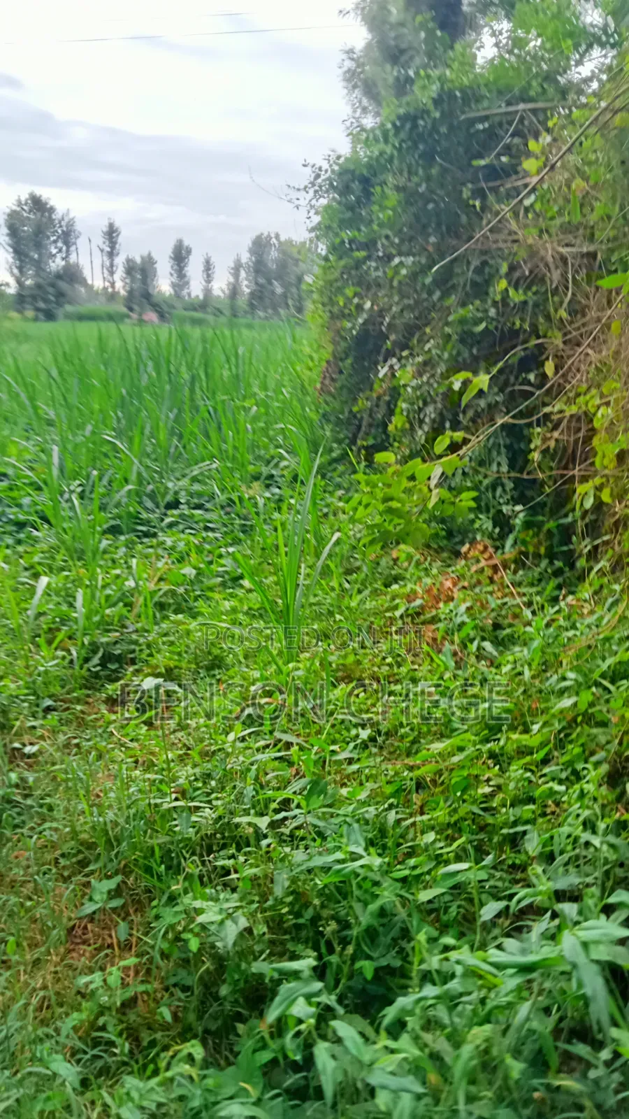 3acre Land for Sale Near Maragua Town