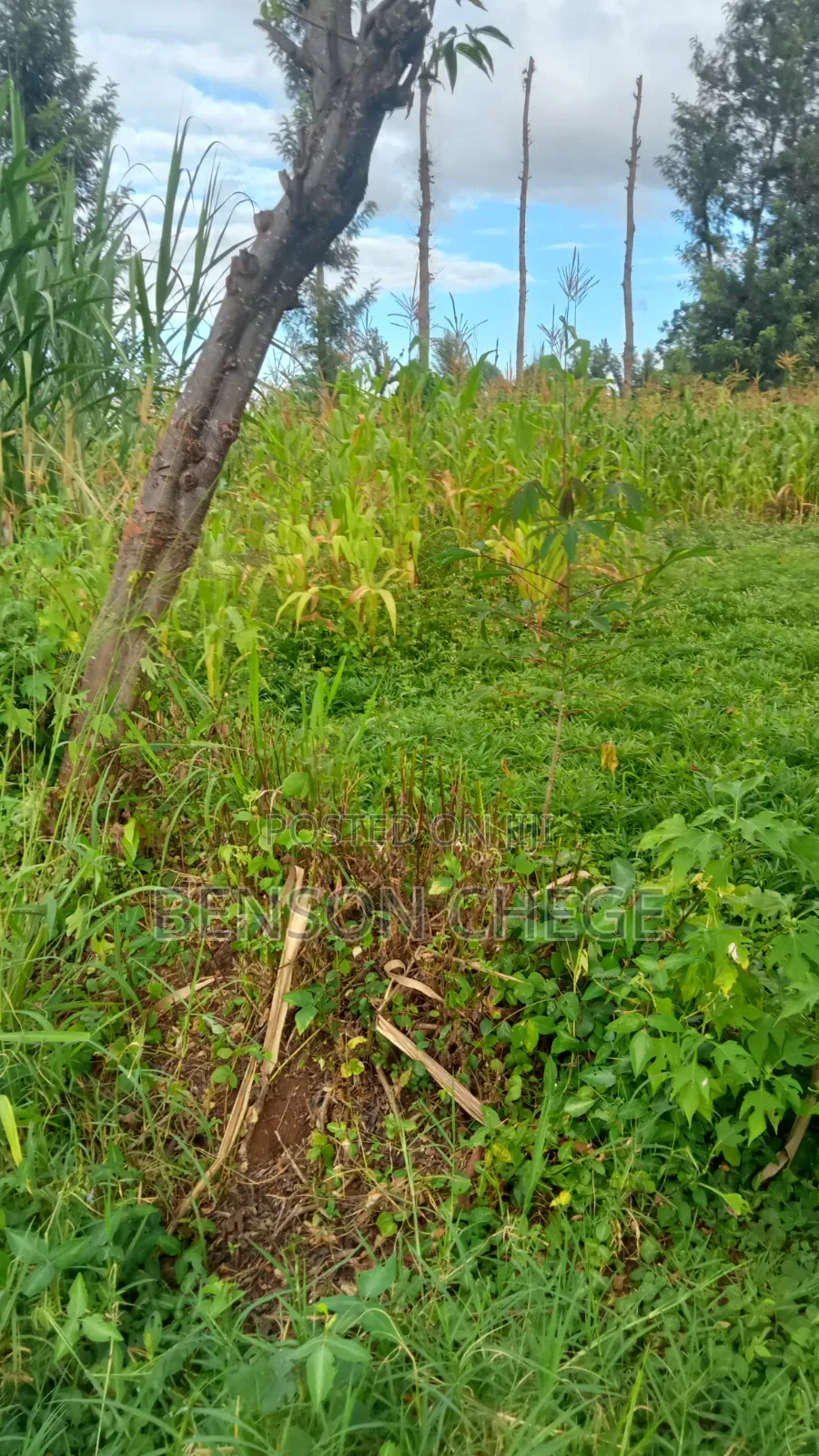 3acre Land for Sale Near Maragua Town