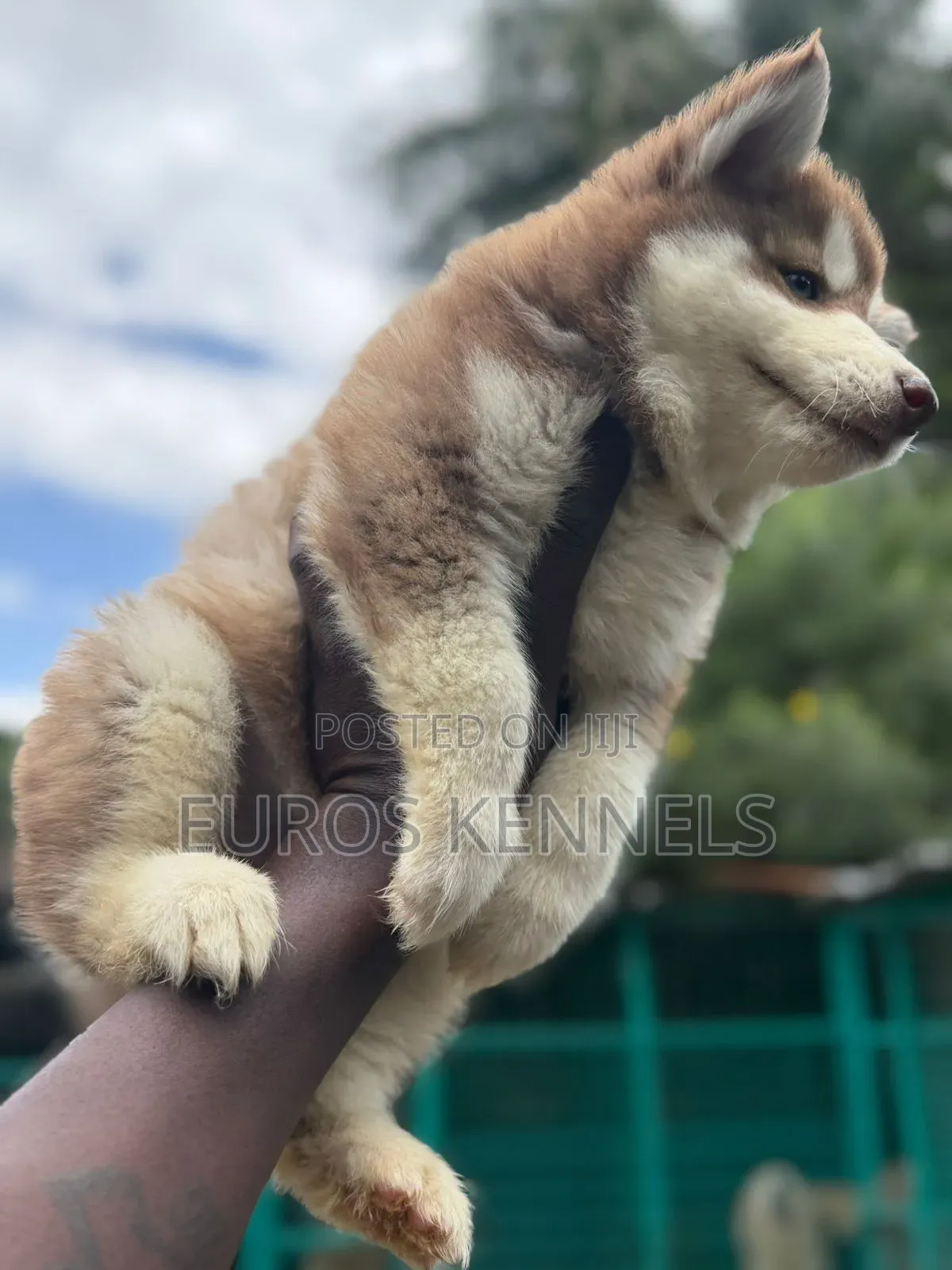 1-3 months Male Purebred Siberian Husky