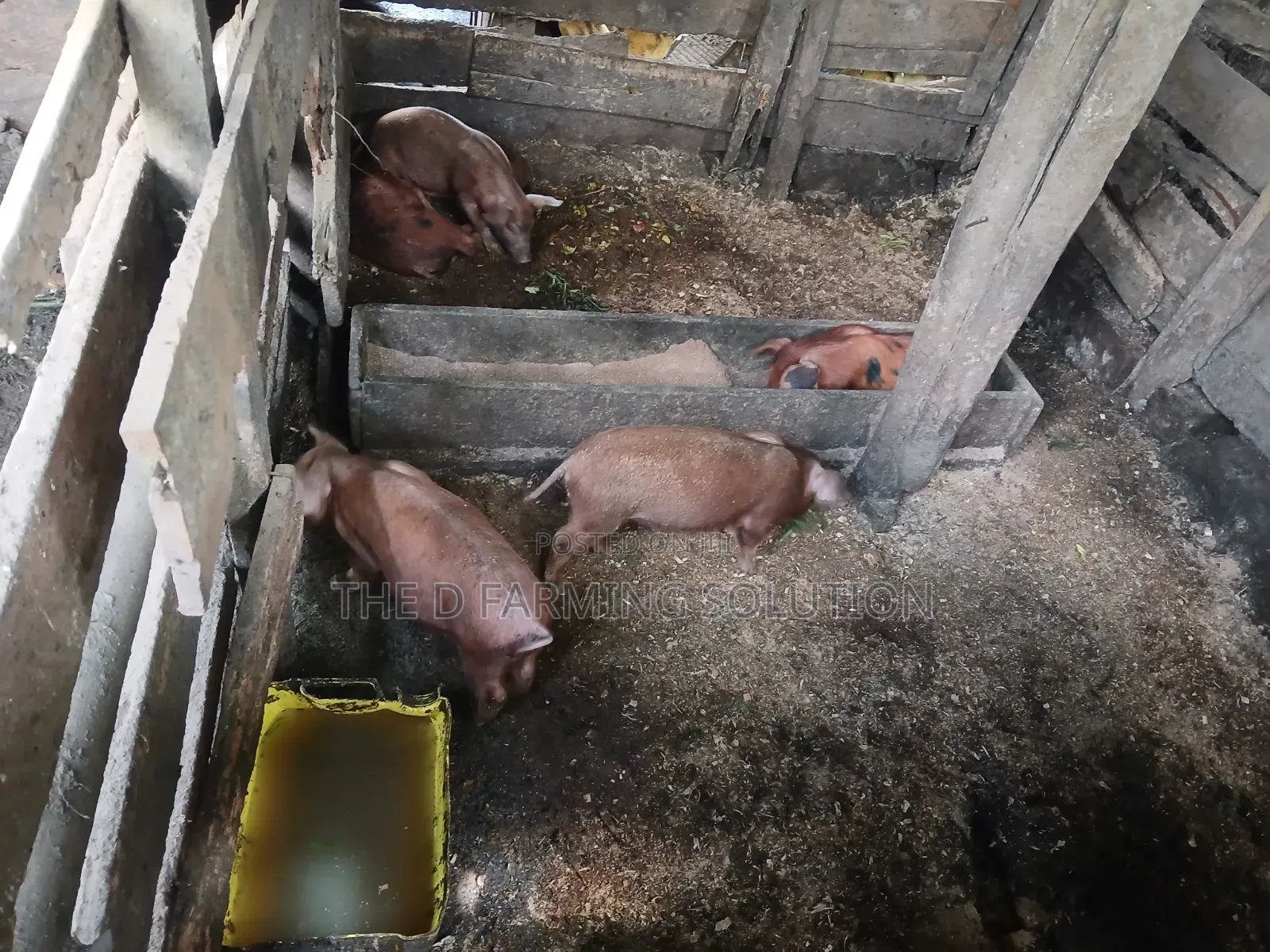 Duroc Piglets