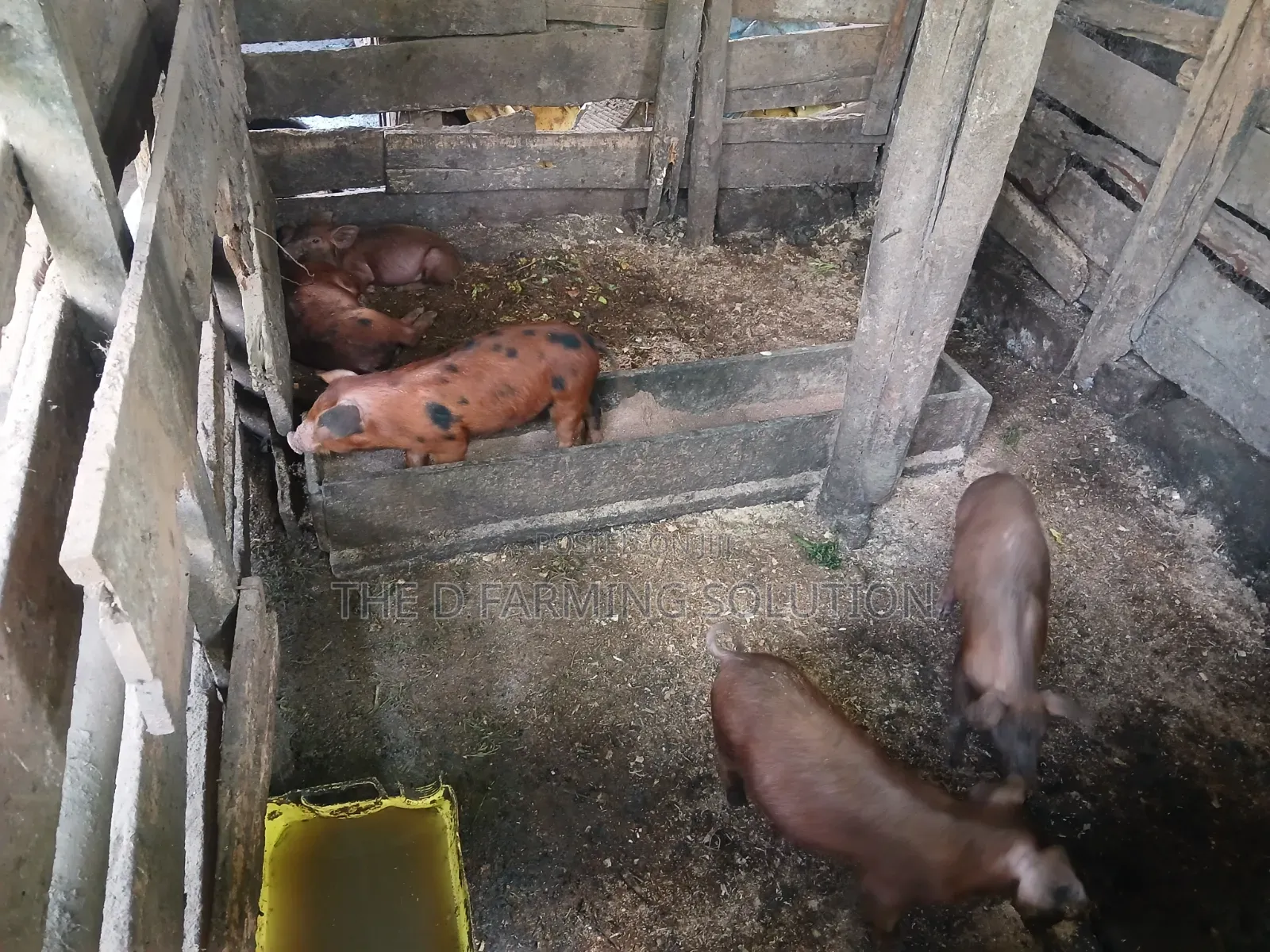 Duroc Piglets