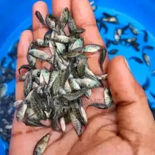 Available Fish Fingerlings on Sale