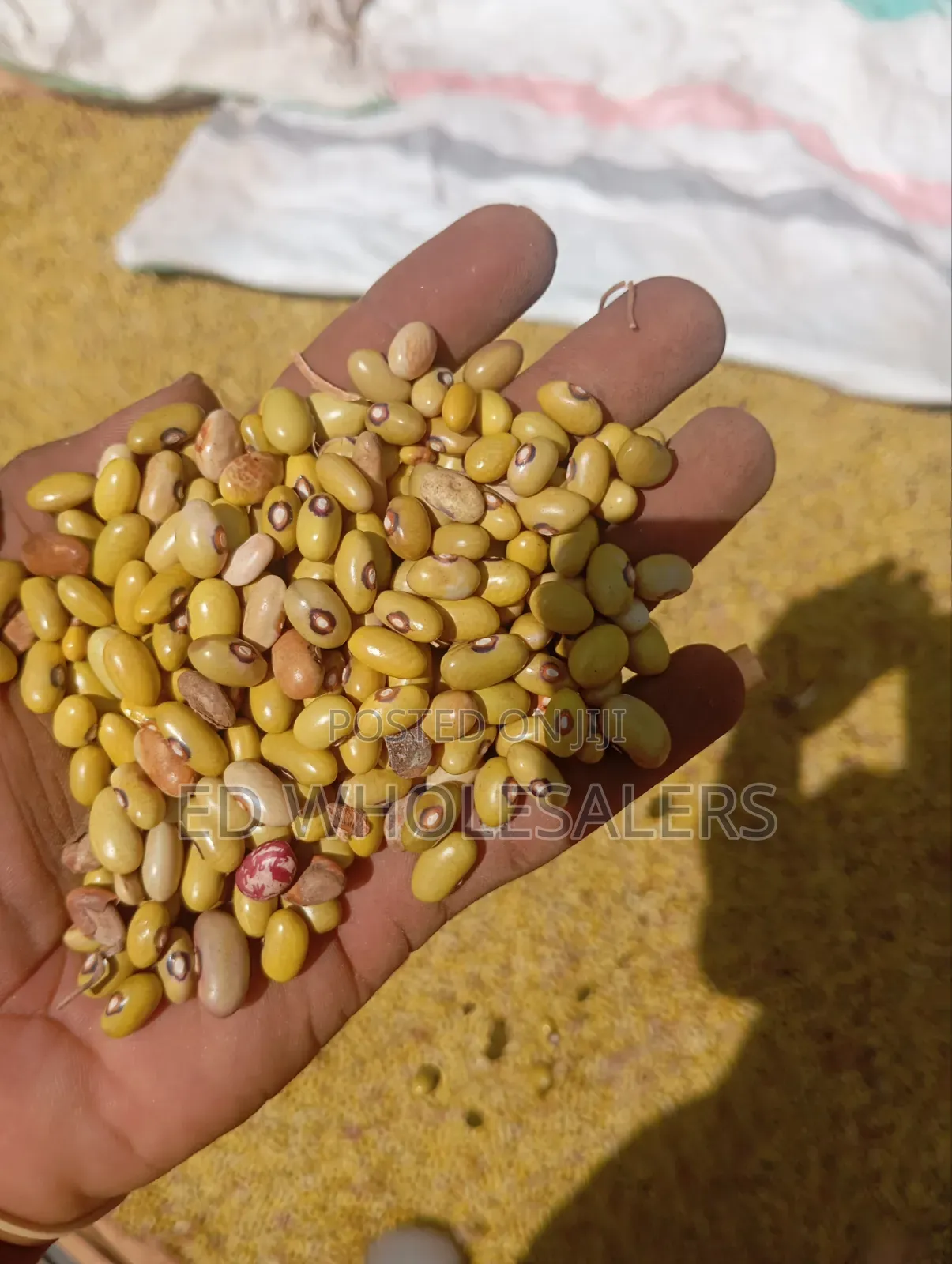 Clean, Well-Dried Yellow Beans (Direct From Farm)