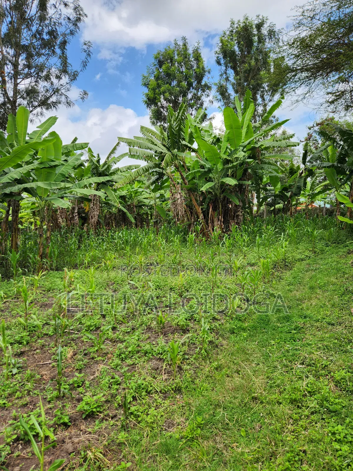 Developed 1-Acre Ngong-Oloolua