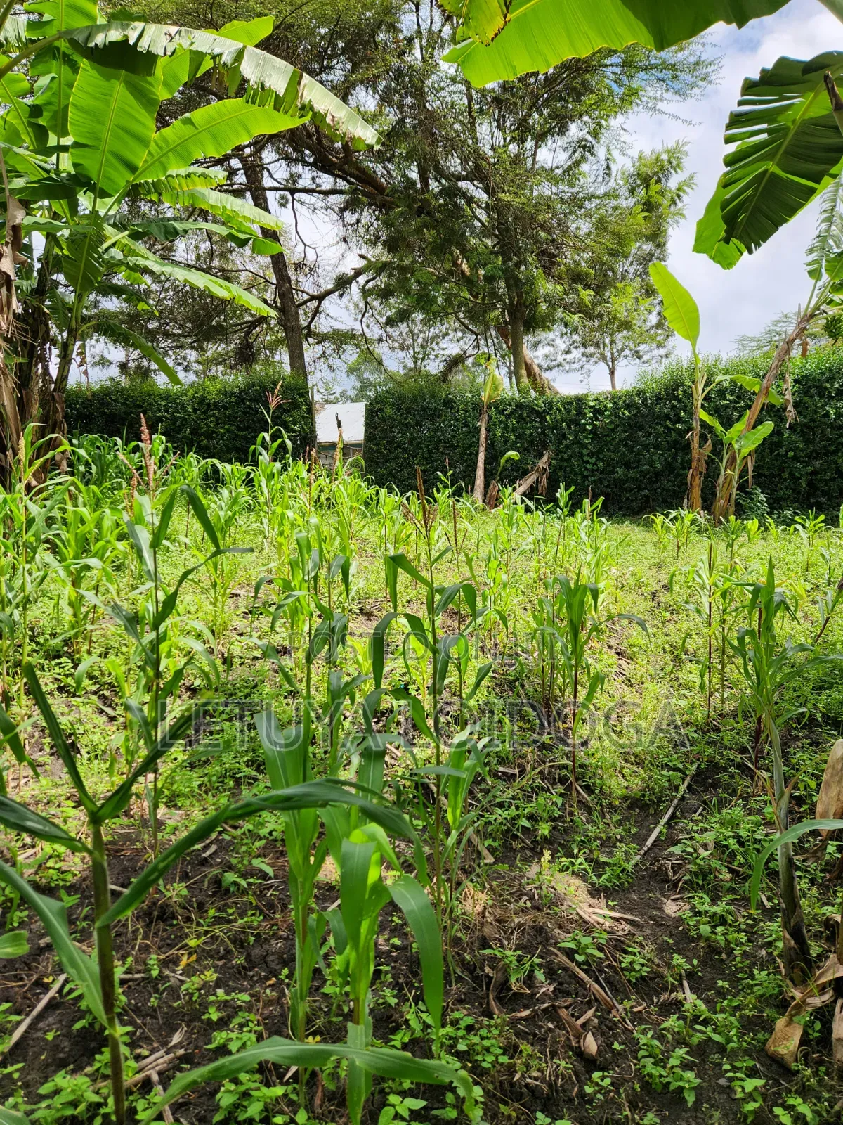 Developed 1-Acre Ngong-Oloolua
