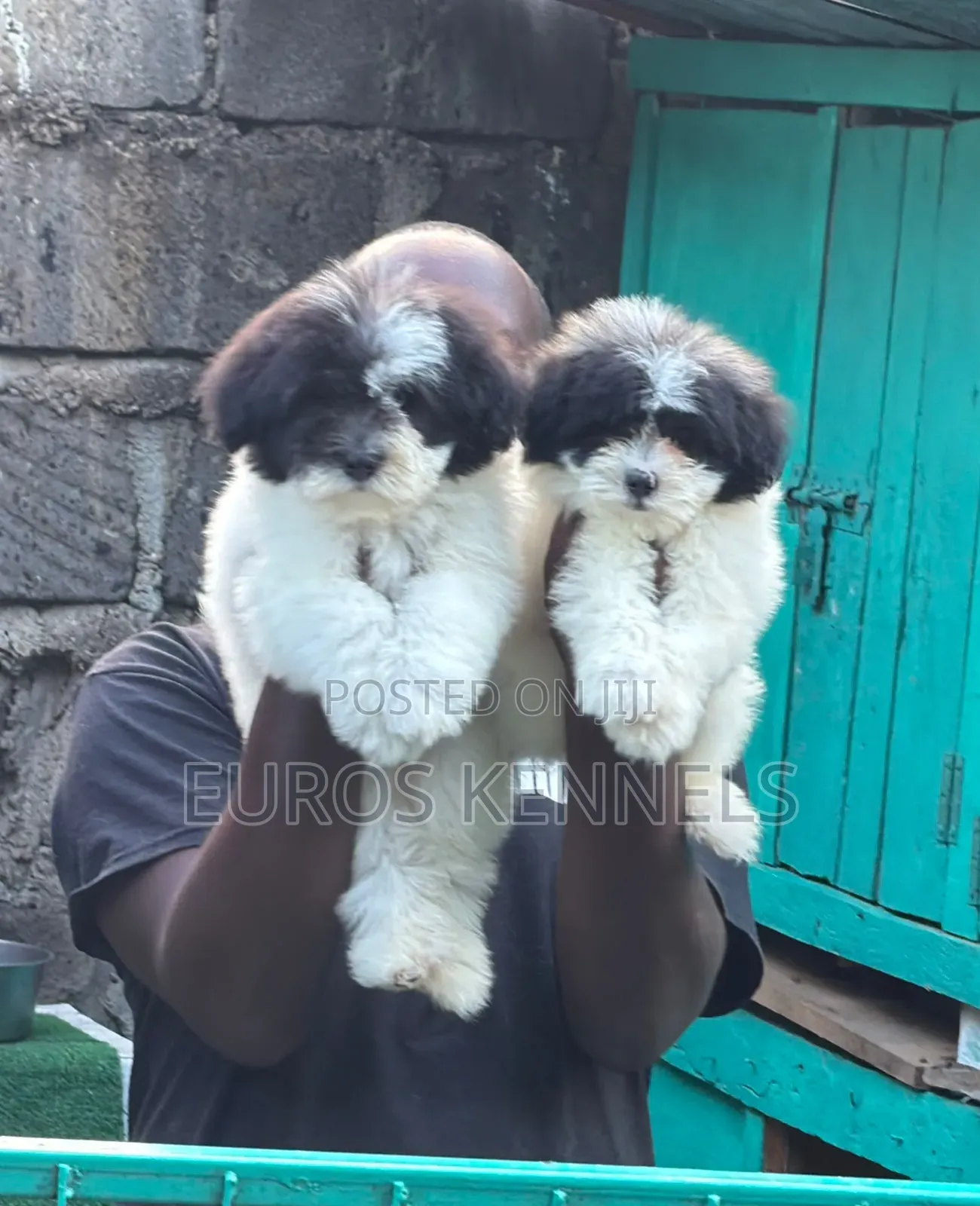 1-3 months Male Purebred Havanese
