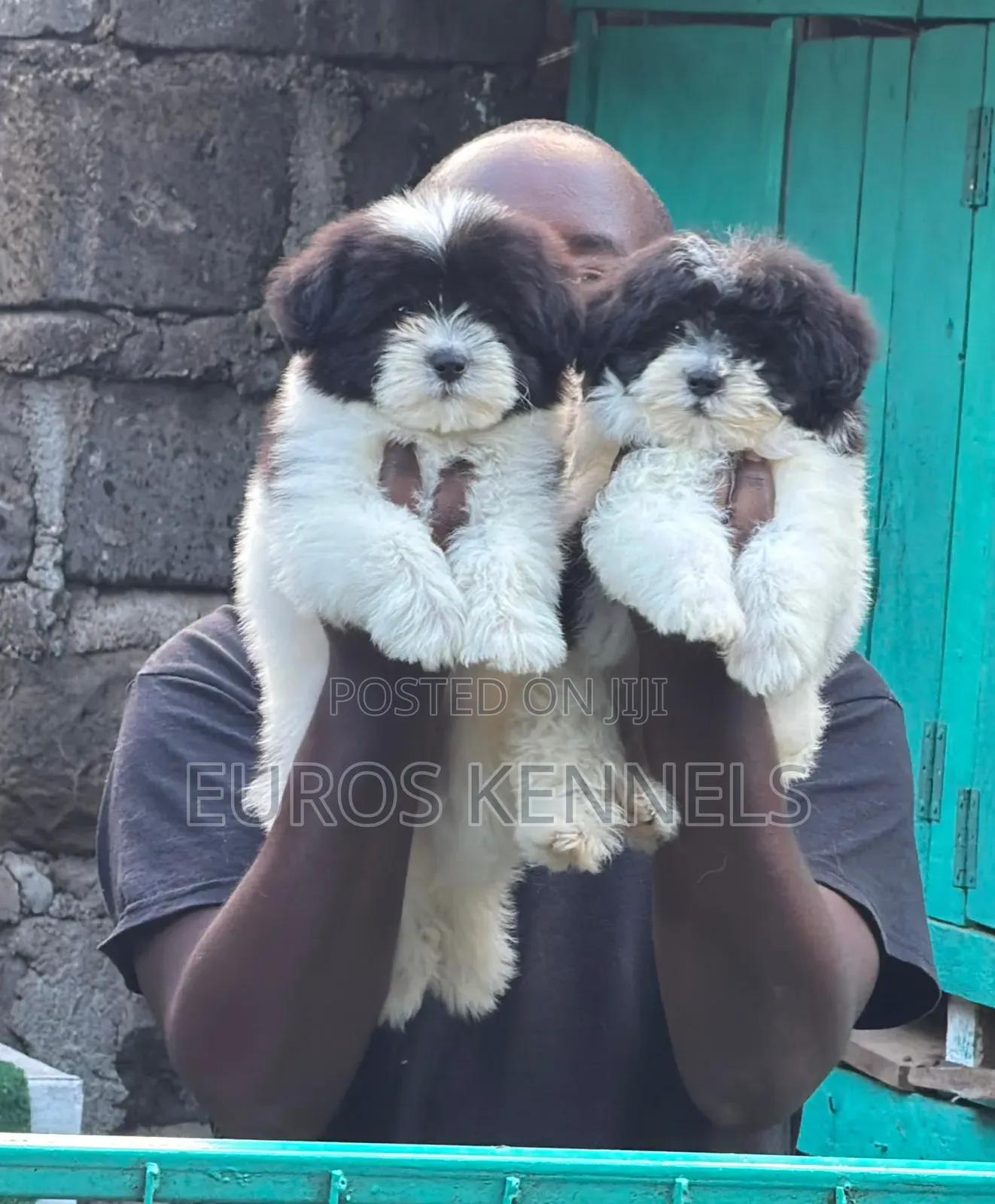 1-3 months Female Purebred Havanese