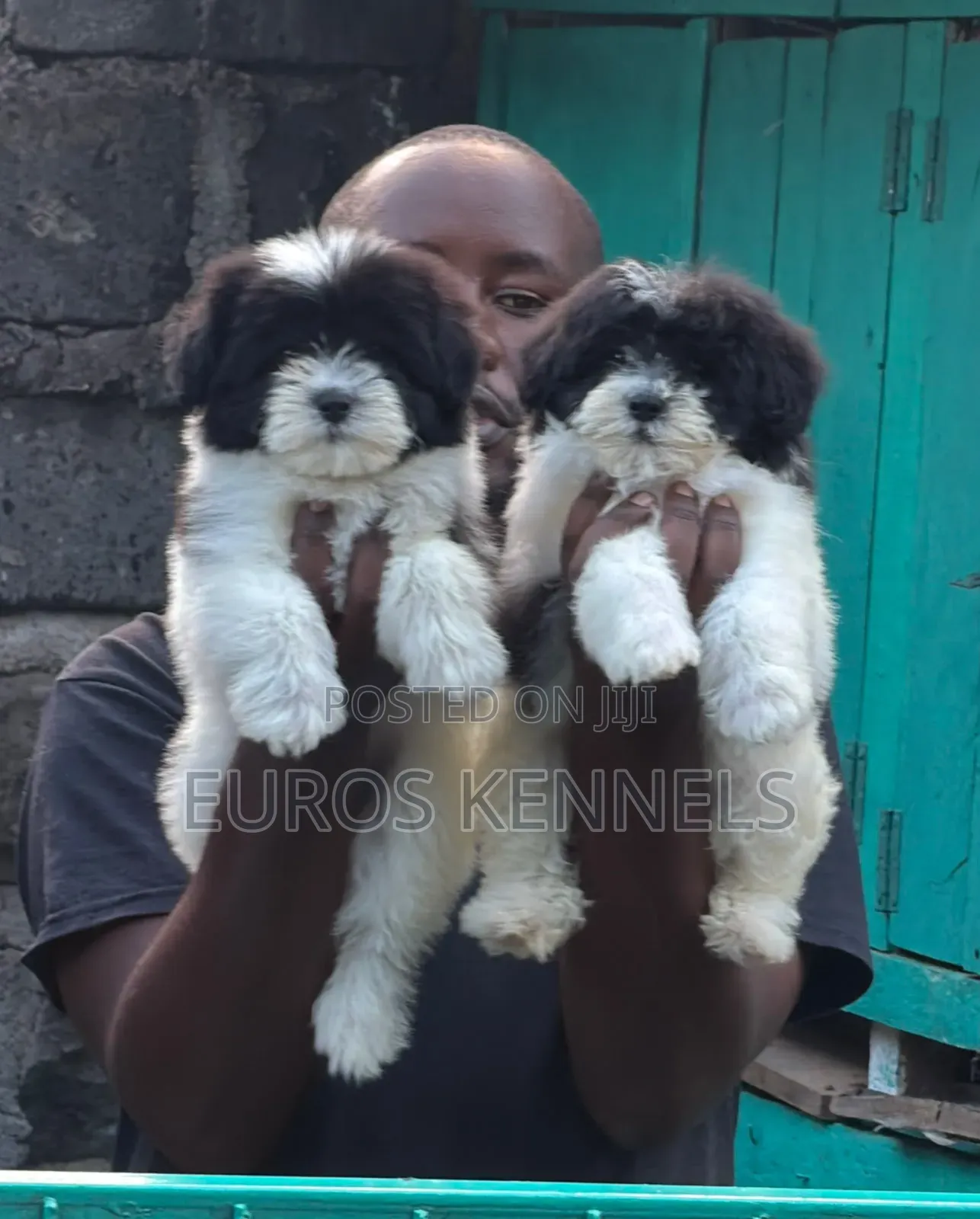 1-3 months Female Purebred Havanese