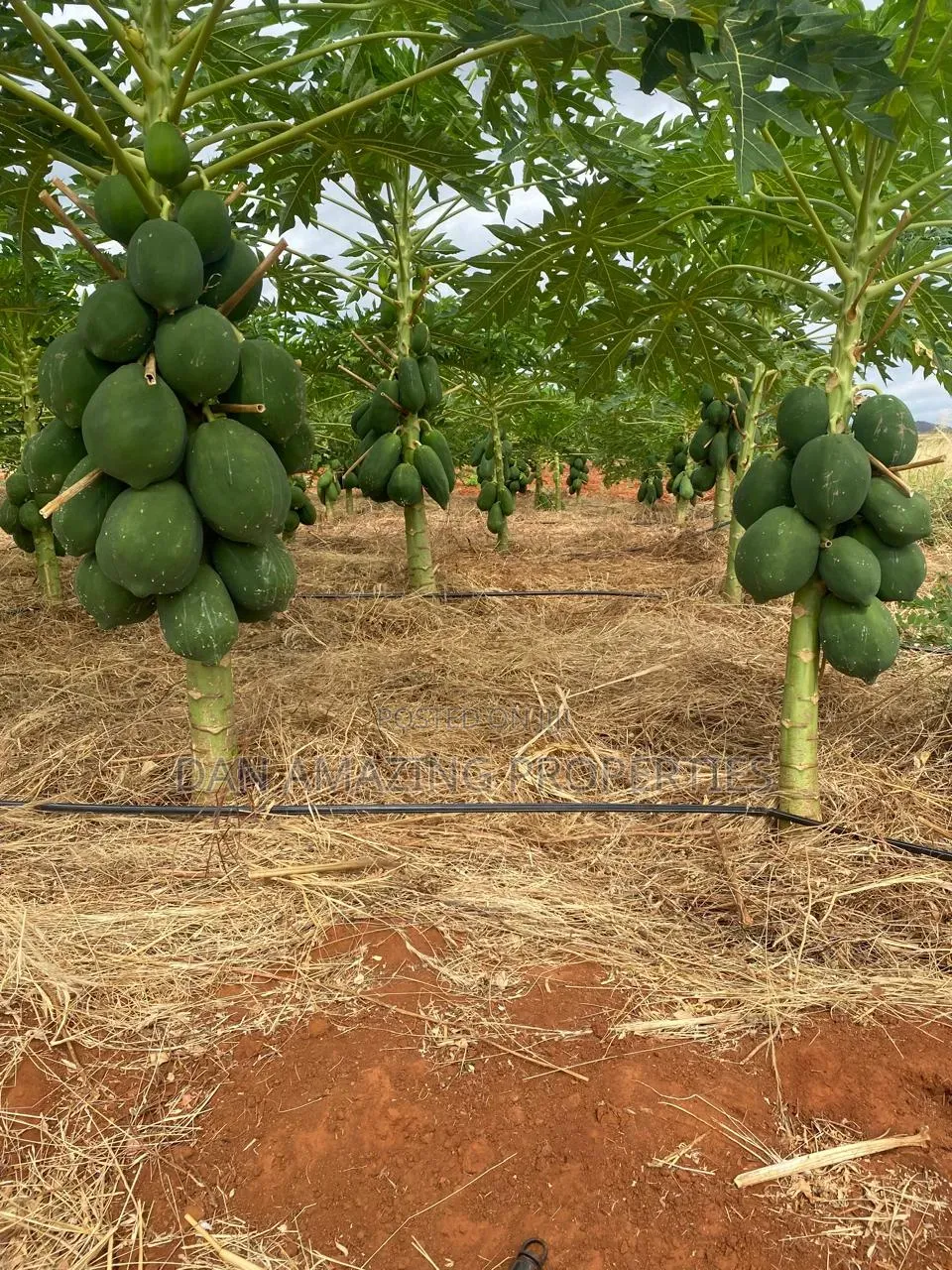 50 Acres in Embu Ishiara for Sale as a Block Currently Under Farming