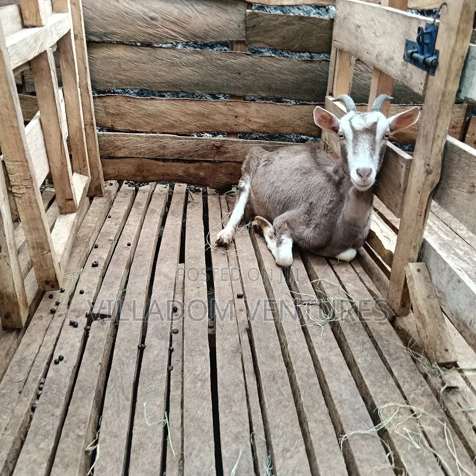 For Quick Sale Alpine and Togenburg Goats Fully Vaccinated /in Kids