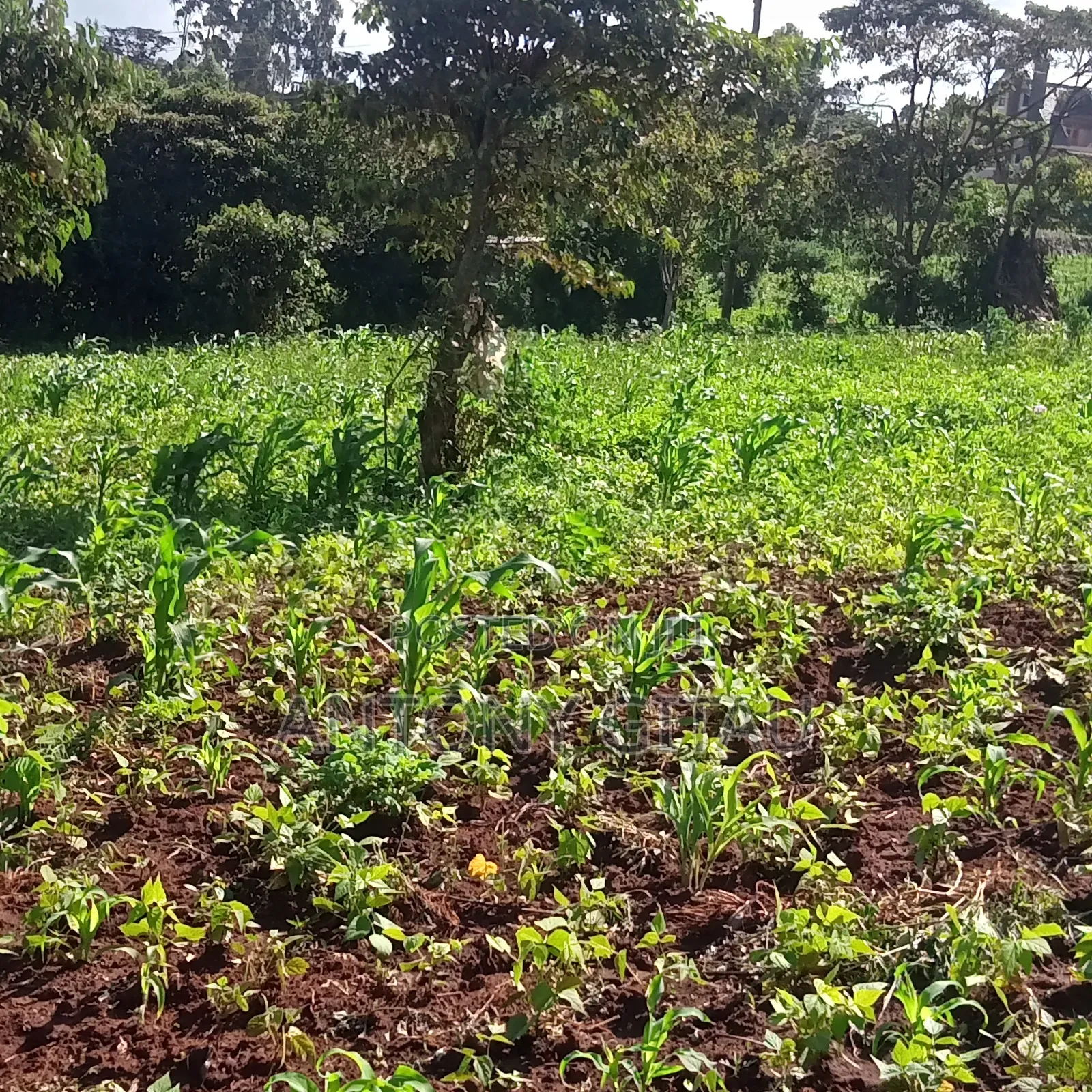 1/4 Plot at Plainsview Estates Gikambura on Sale