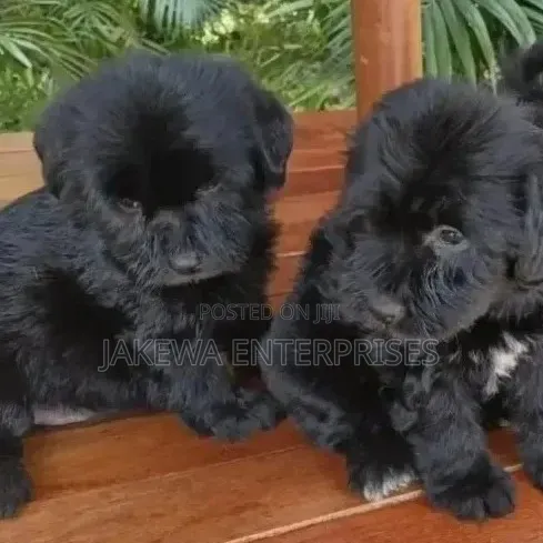 1-3 months Male Purebred Havanese