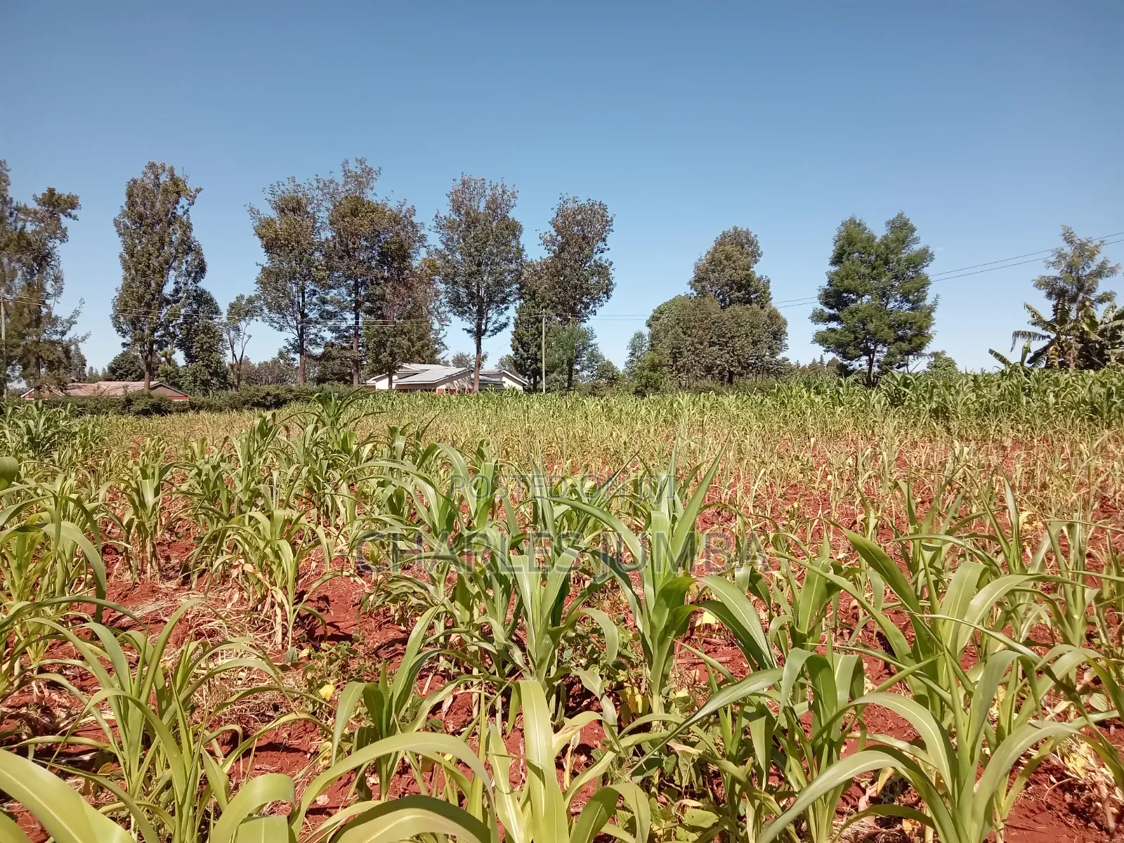 Nasianda Plot