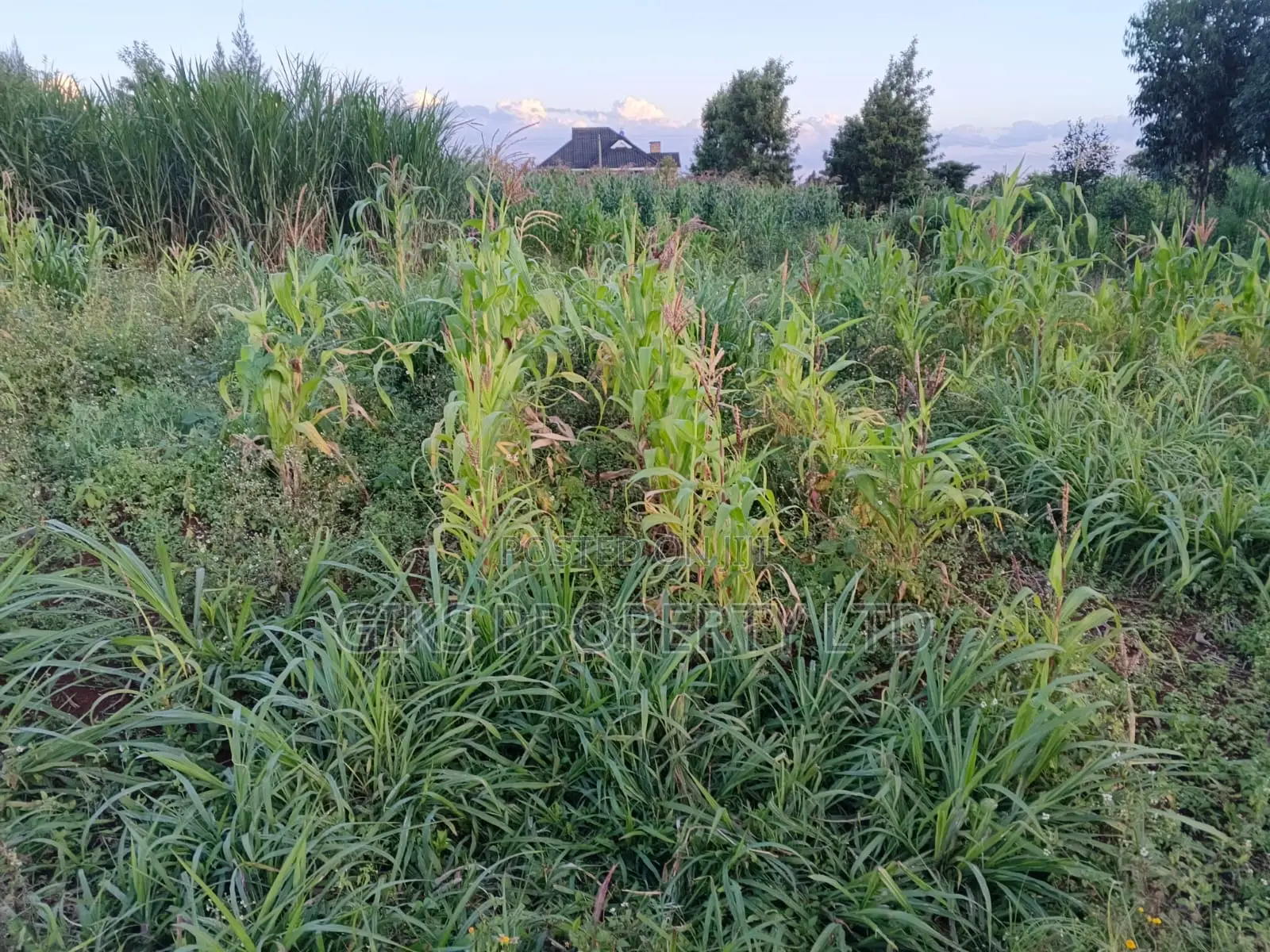 Plot for Sale