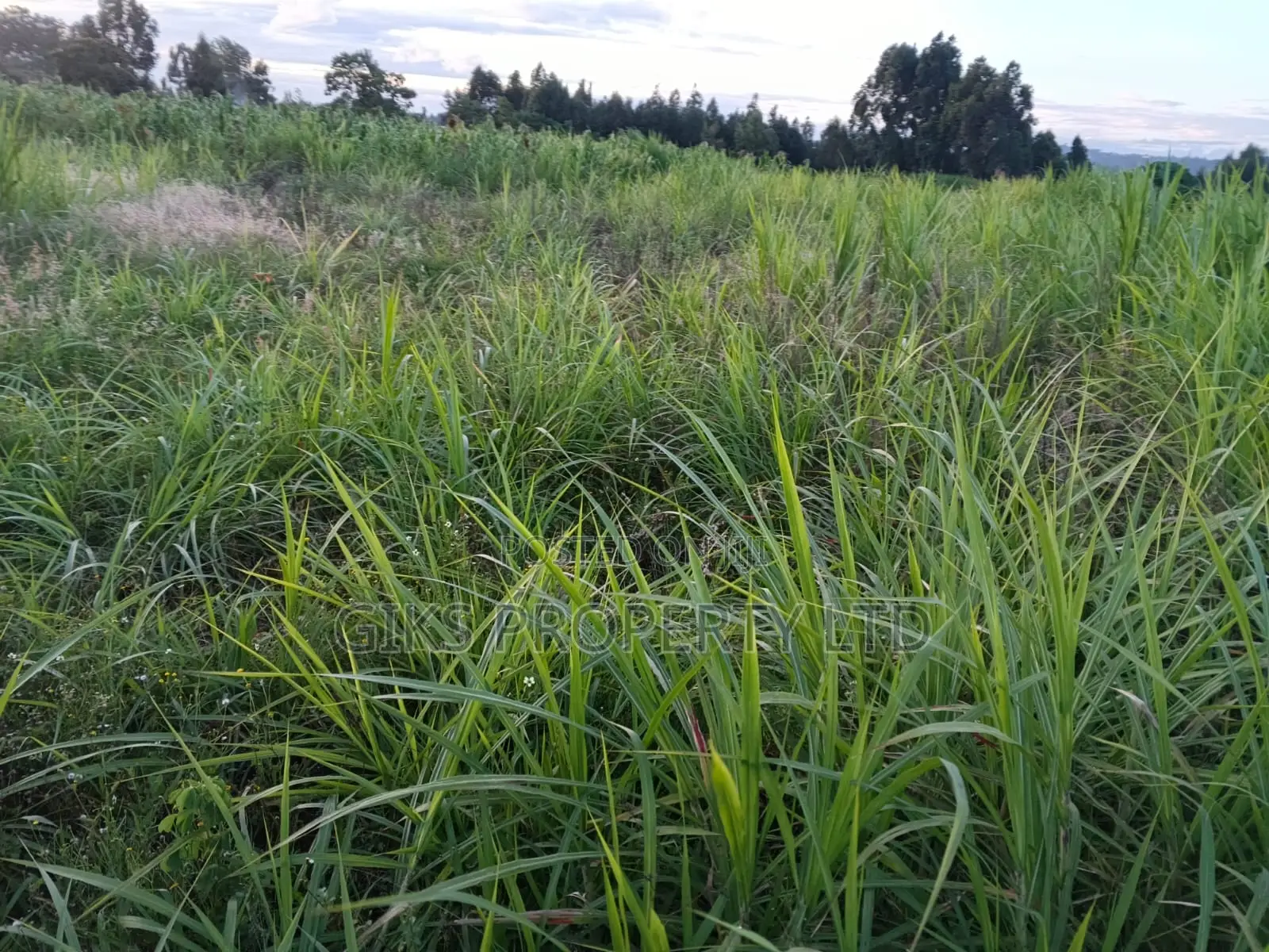 Plot for Sale