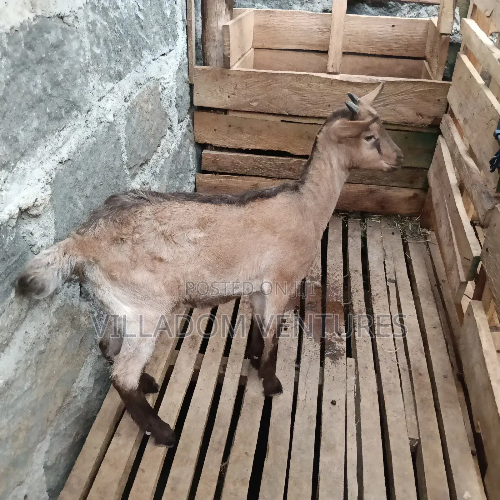 For Quick Sale Alpine and Togenburg Goats Fully Vaccinated /in Kids