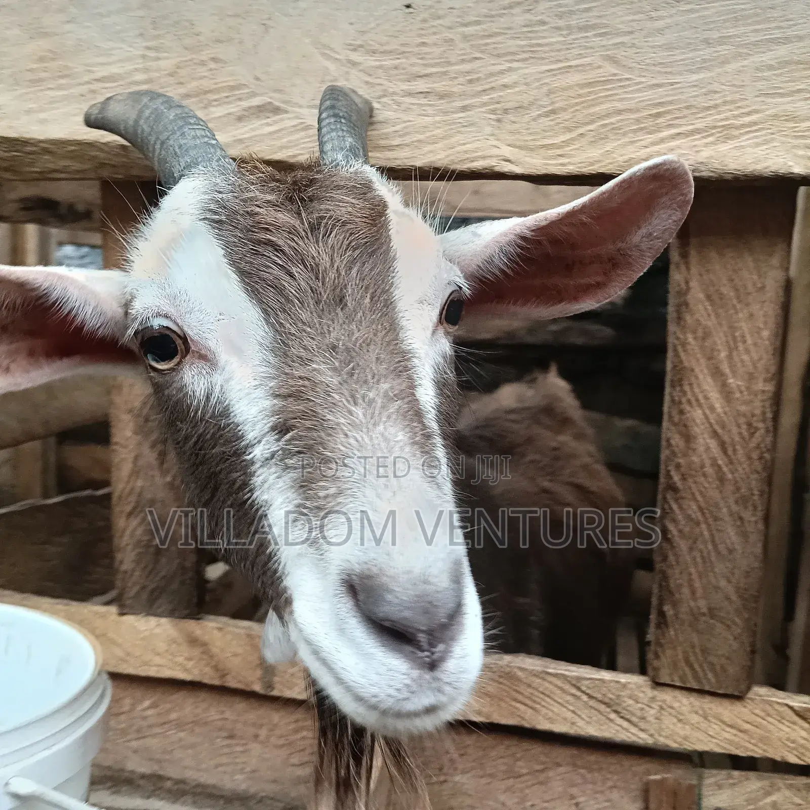 For Quick Sale Alpine and Togenburg Goats Fully Vaccinated /in Kids