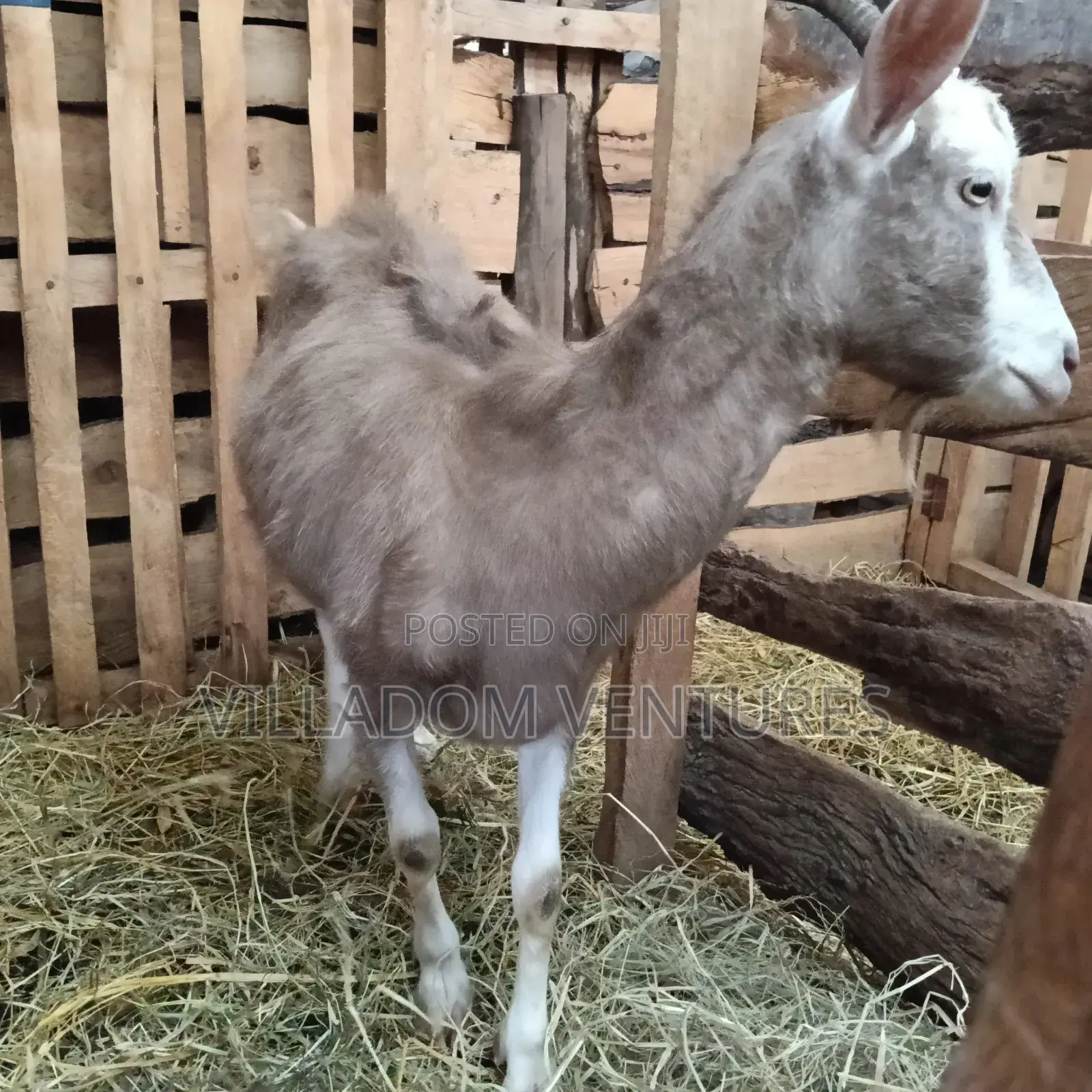 For Quick Sale Alpine and Togenburg Goats Fully Vaccinated /in Kids
